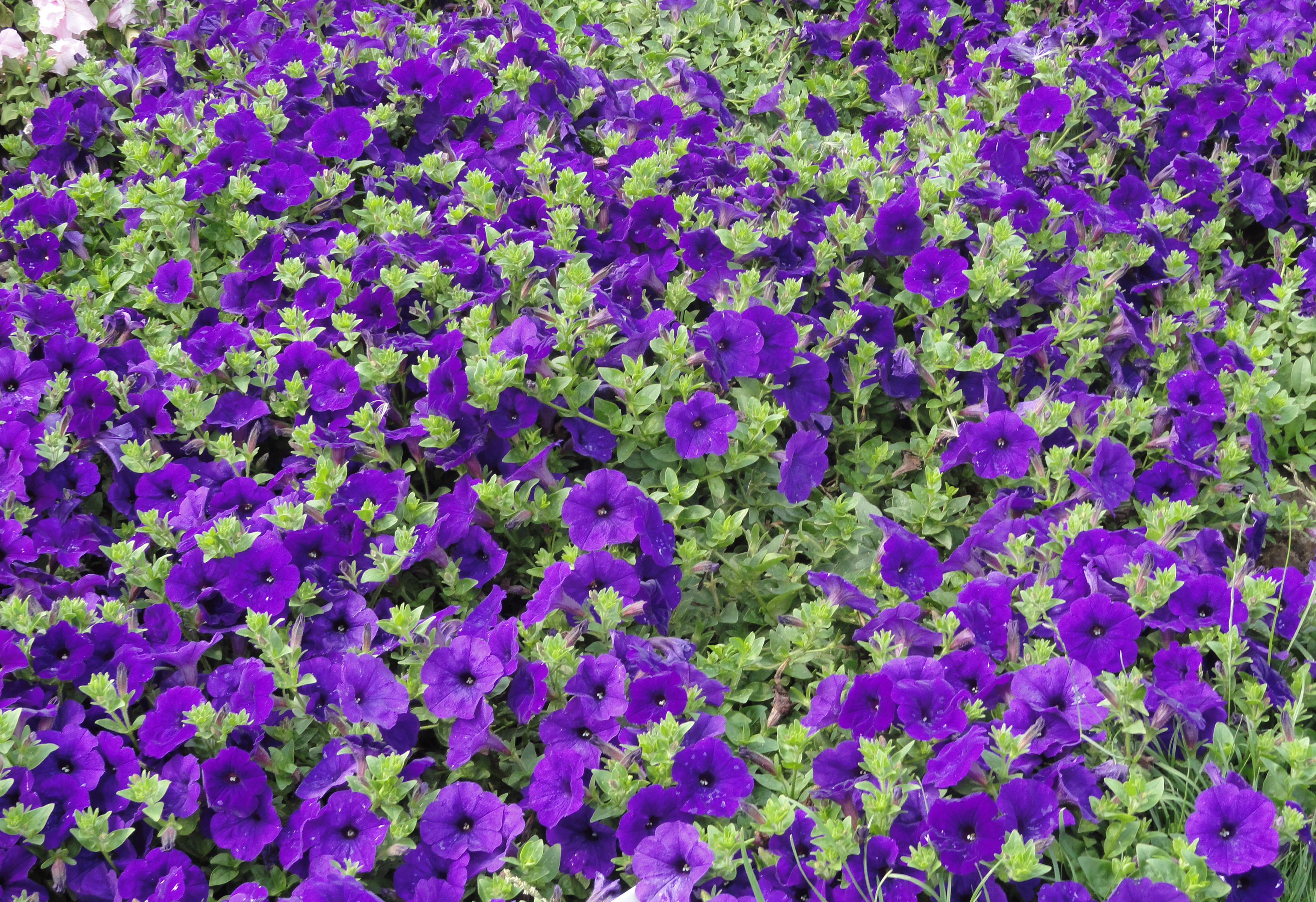 Petunia Nature Flower Purple Flower 3500x2400