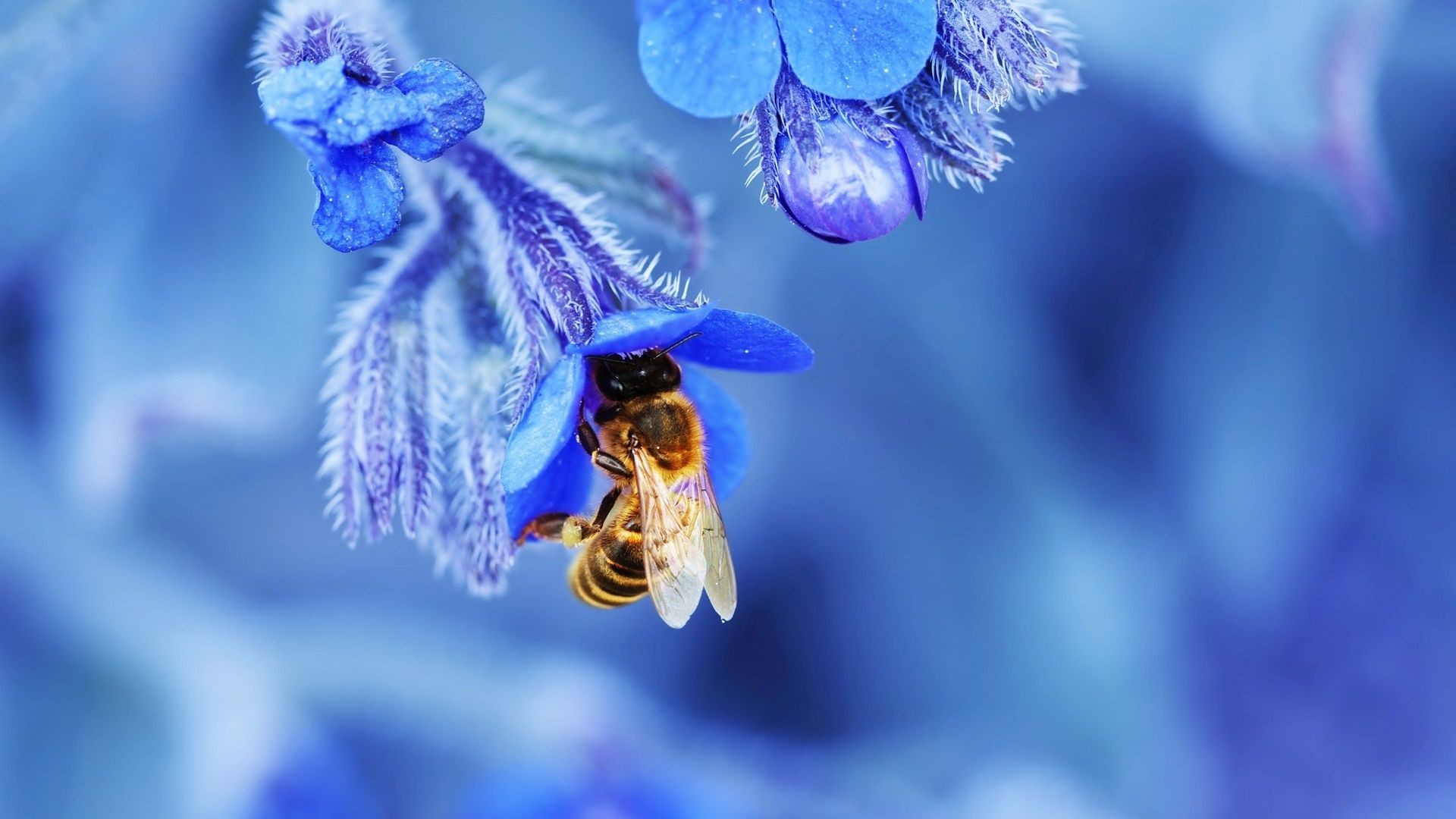 Nature Macro Depth Of Field Bees Insect Flowers Blue Blossoms Wings 1920x1080