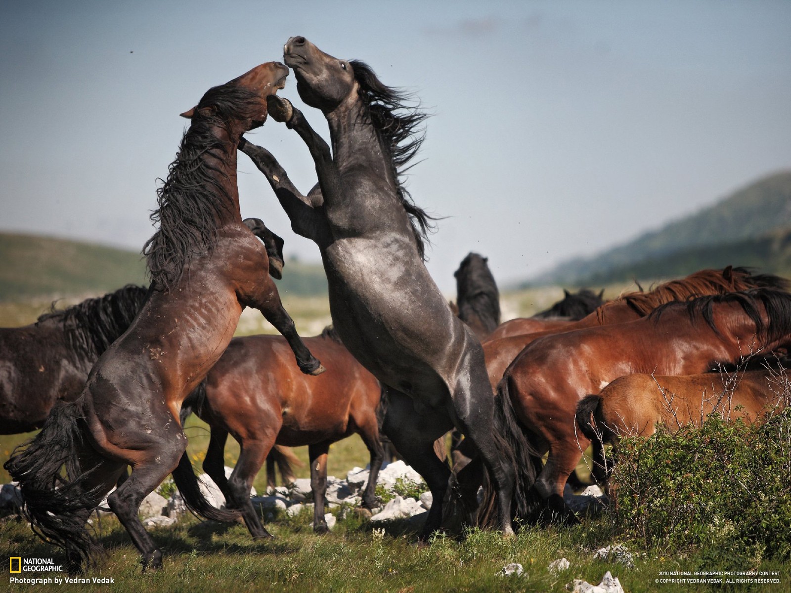 Horse Animals Wildlife National Geographic 2010 Year 1600x1200