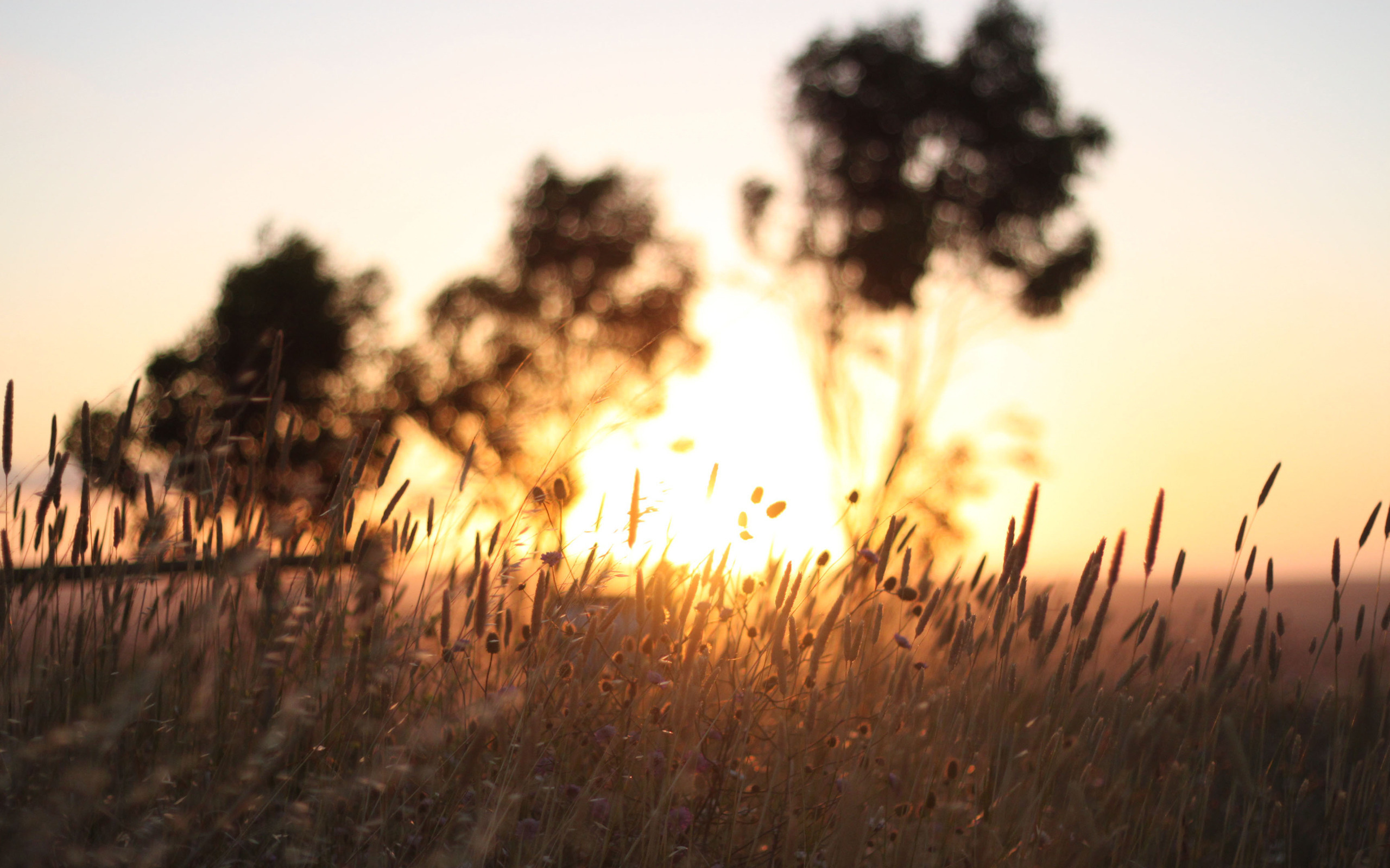 Sunlight Trees Clear Sky Crops Sunset 2560x1600