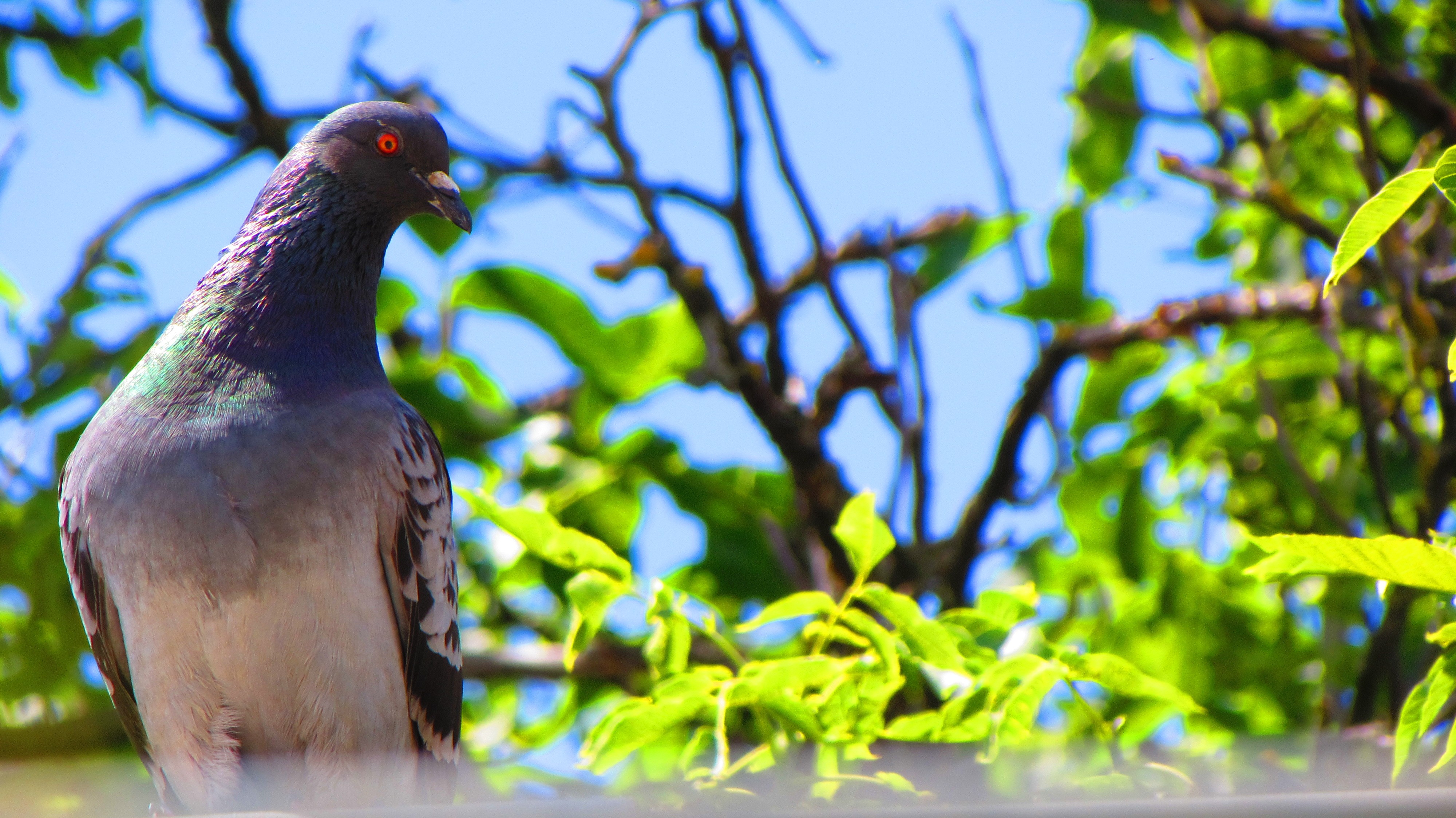 Pigeons Birds Animals Plants 4000x2248