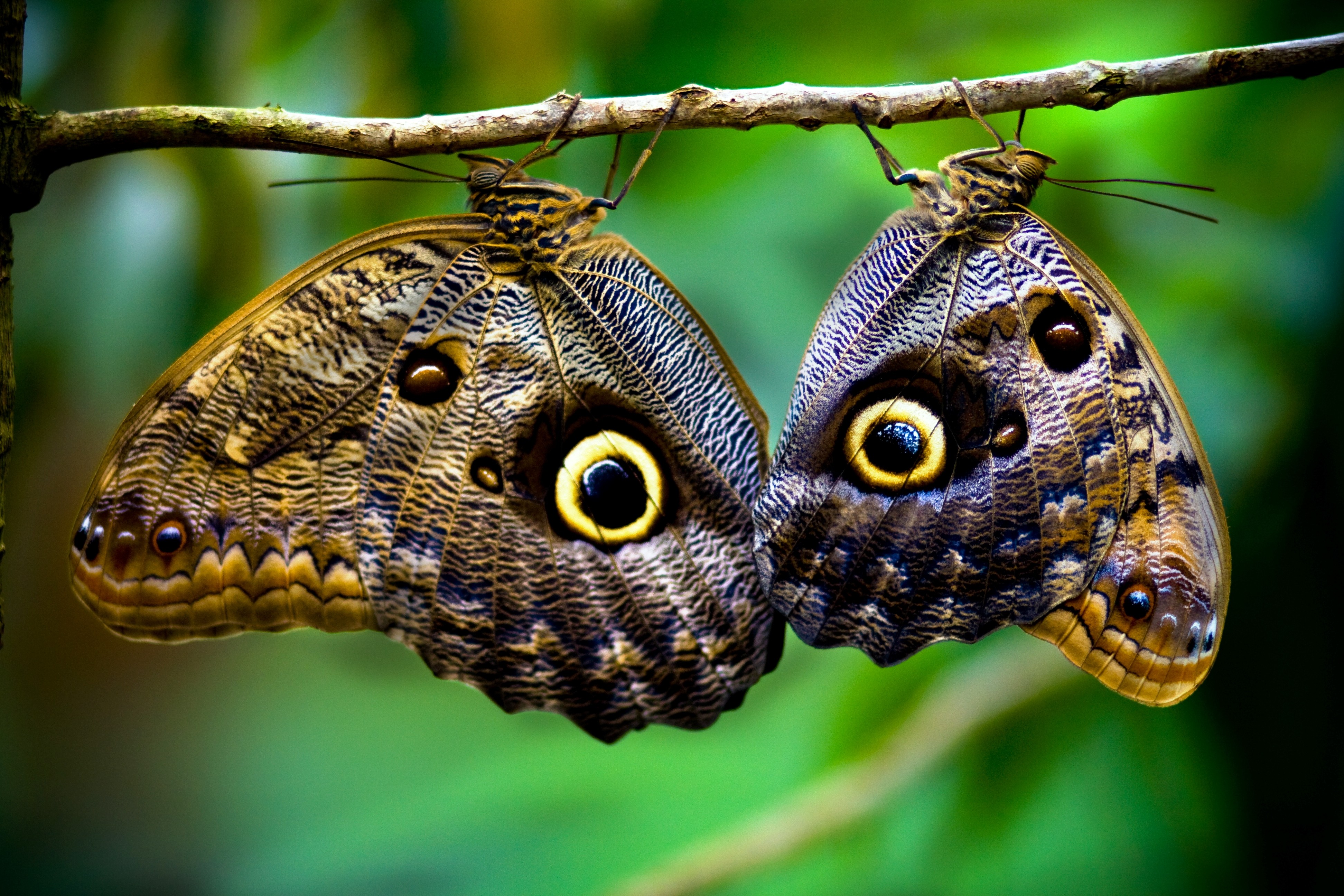 Nature Depth Of Field Macro Closeup Butterfly Costa Rica Branch Wings Insect Upside Down 3888x2592