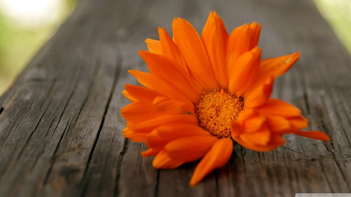 Flowers Orange Flowers Plants 1366x768