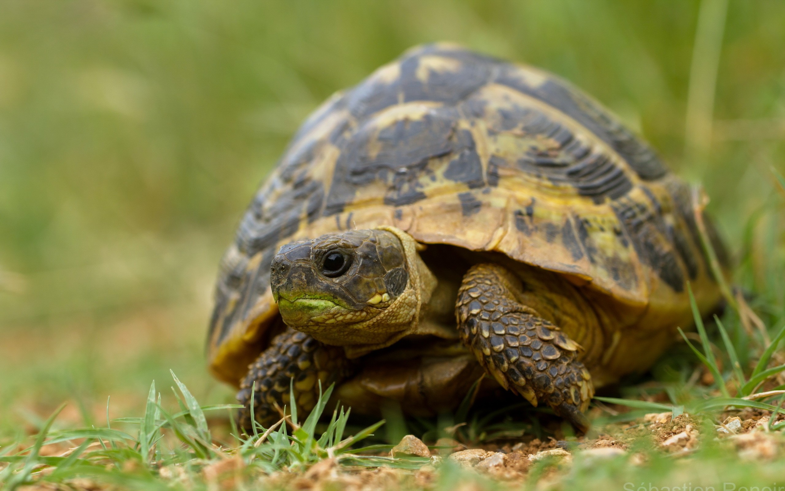Animals Tortoises Reptiles 2560x1600