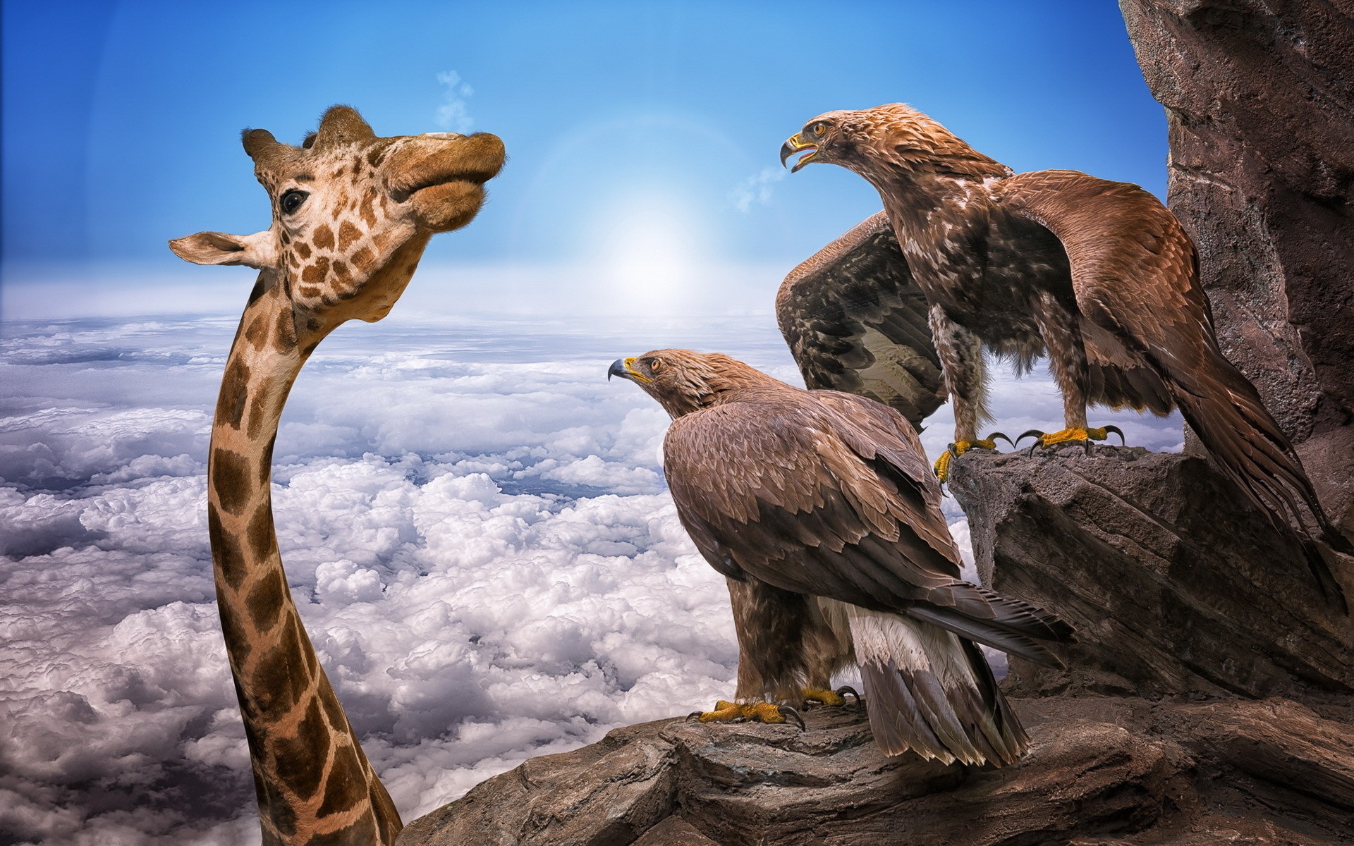 Nature Animals Giraffes Birds Eagle Photo Manipulation Rock Humor Sky Sun Clouds 1920x1200