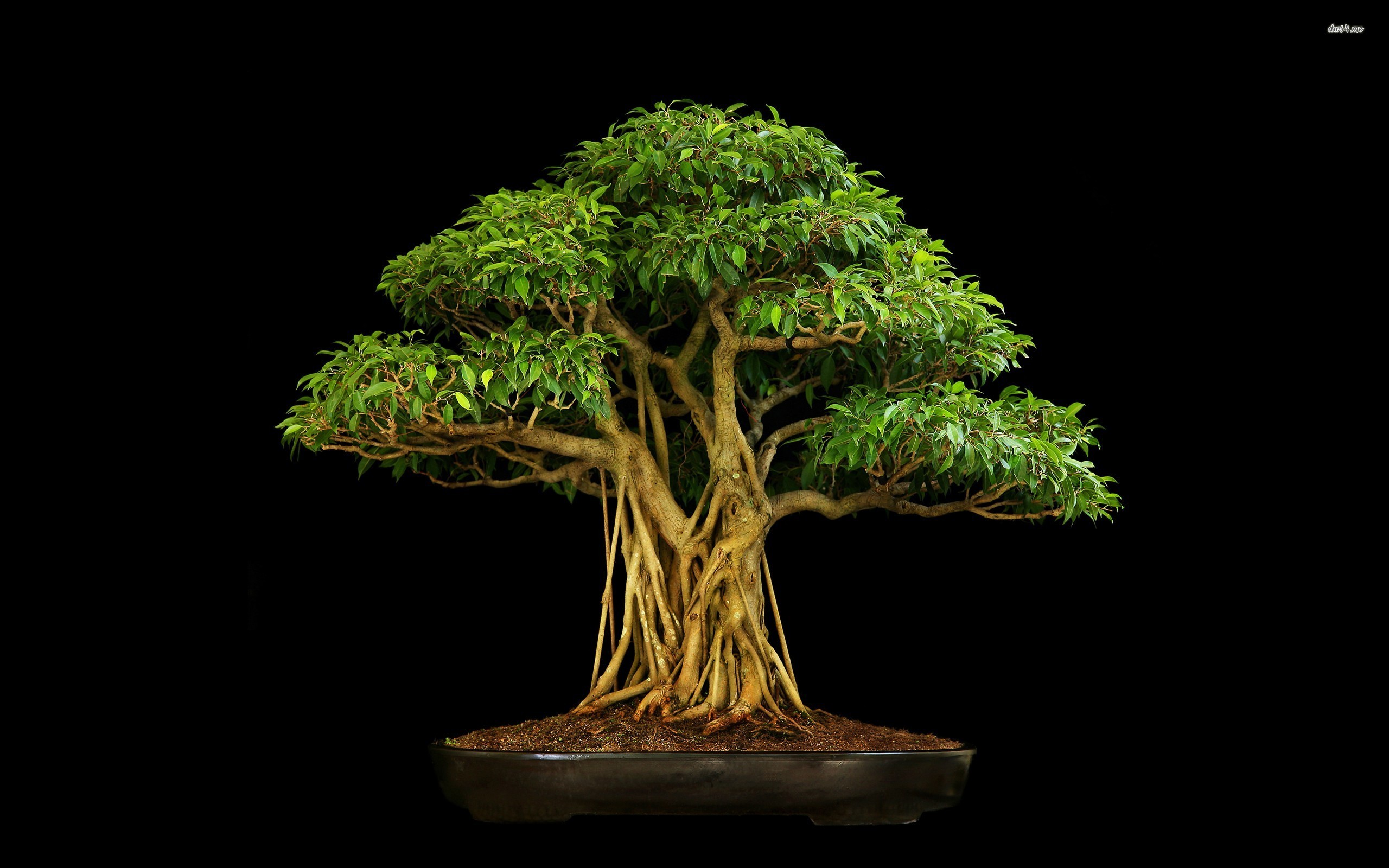 Bonsai Plants Trees 2560x1600