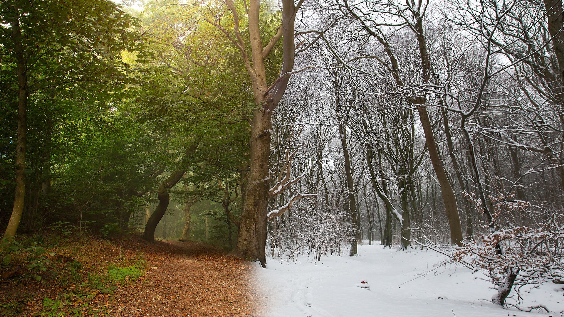 Nature Landscape Trees Snow Winter Split View Spring Forest Photo Manipulation Dirt Road Leaves Phot 1920x1080