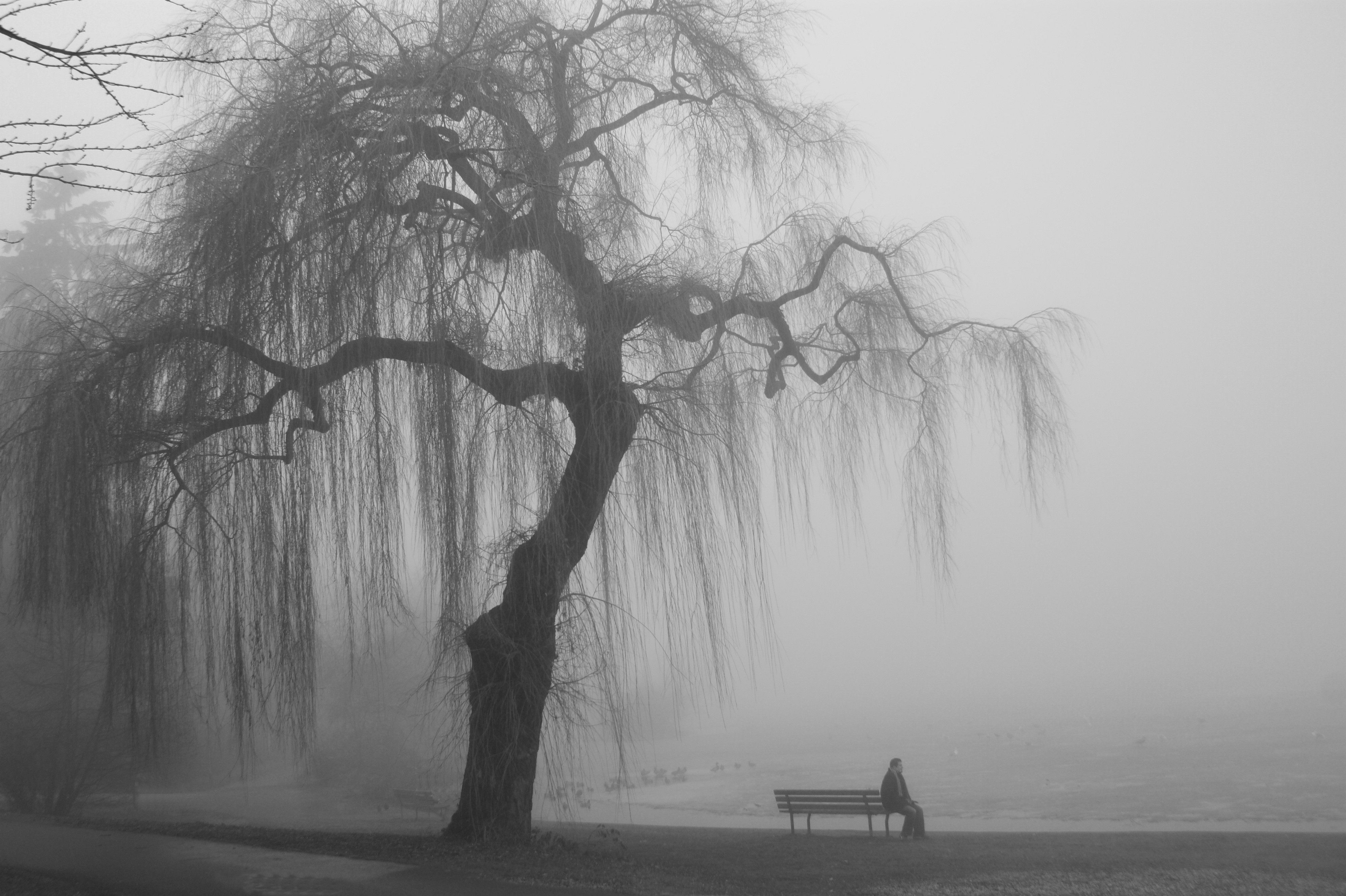 Trees Loneliness Faded Mist Bench 4000x2662