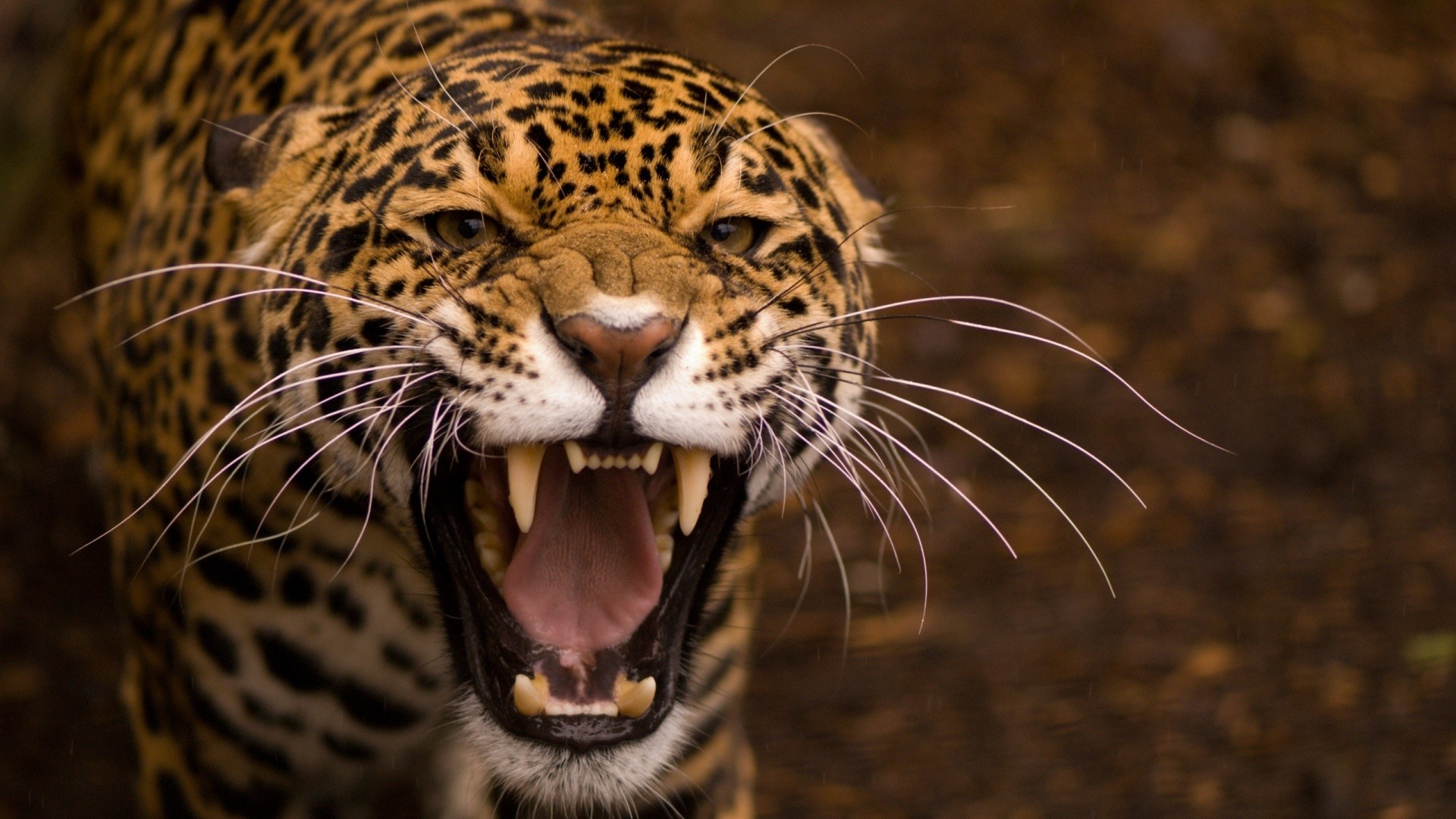 Animals Nature Jaguars Leopard Leopard Animal 1920x1080