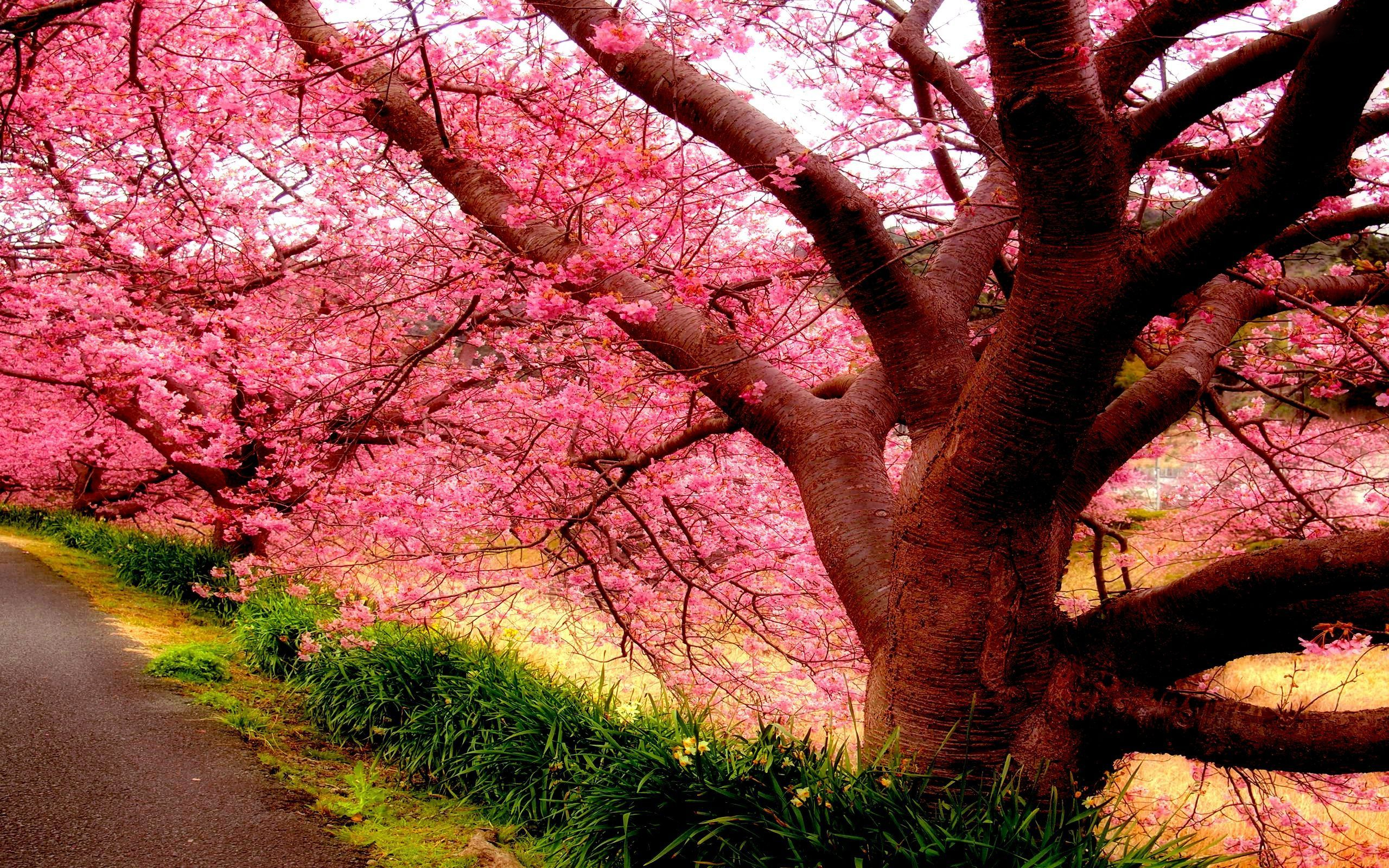 Earth Tree Blossom Flower Pink Flower 2560x1600