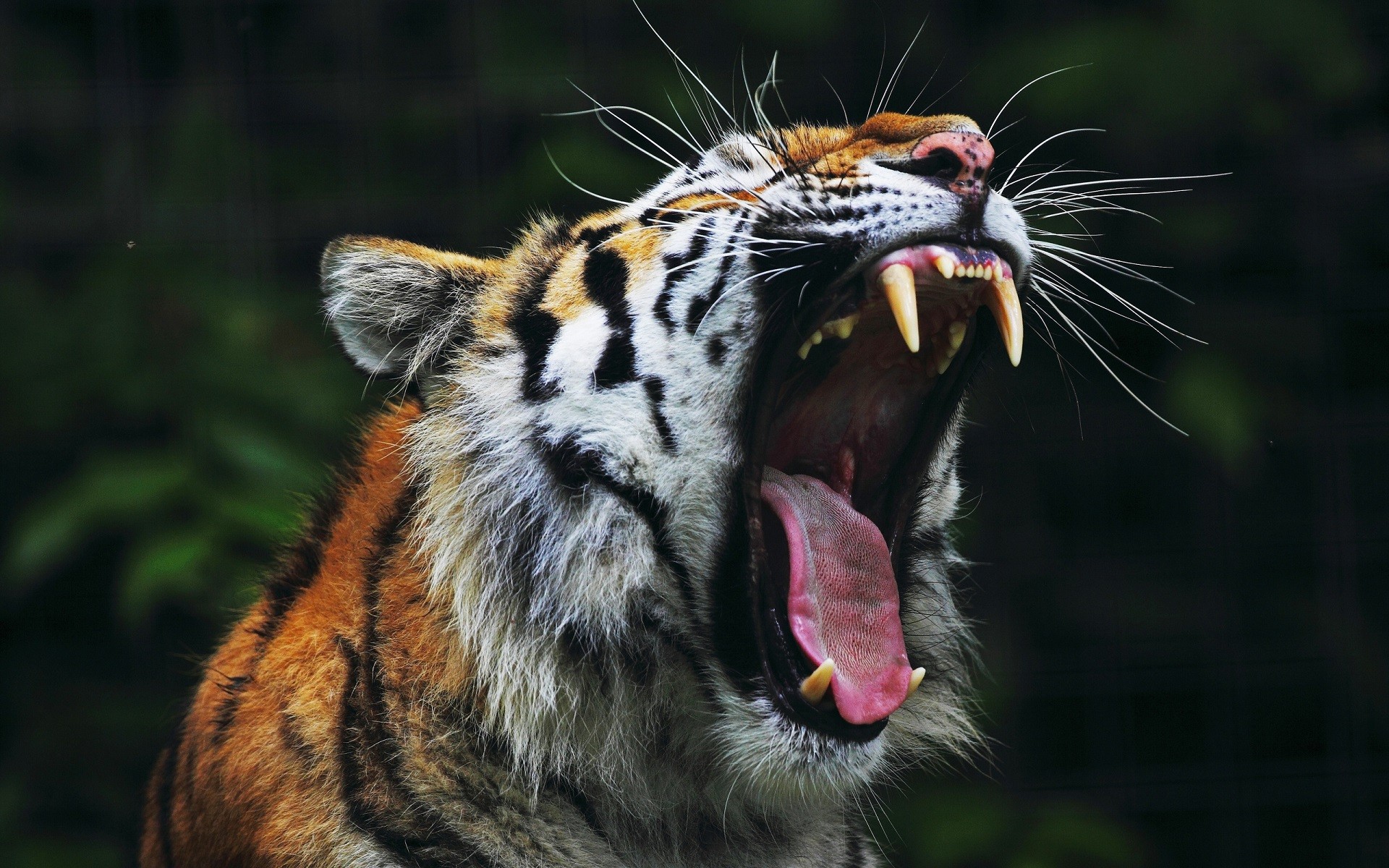 Animals Tiger Open Mouth Nature Big Cats Roar Yawning 1920x1200
