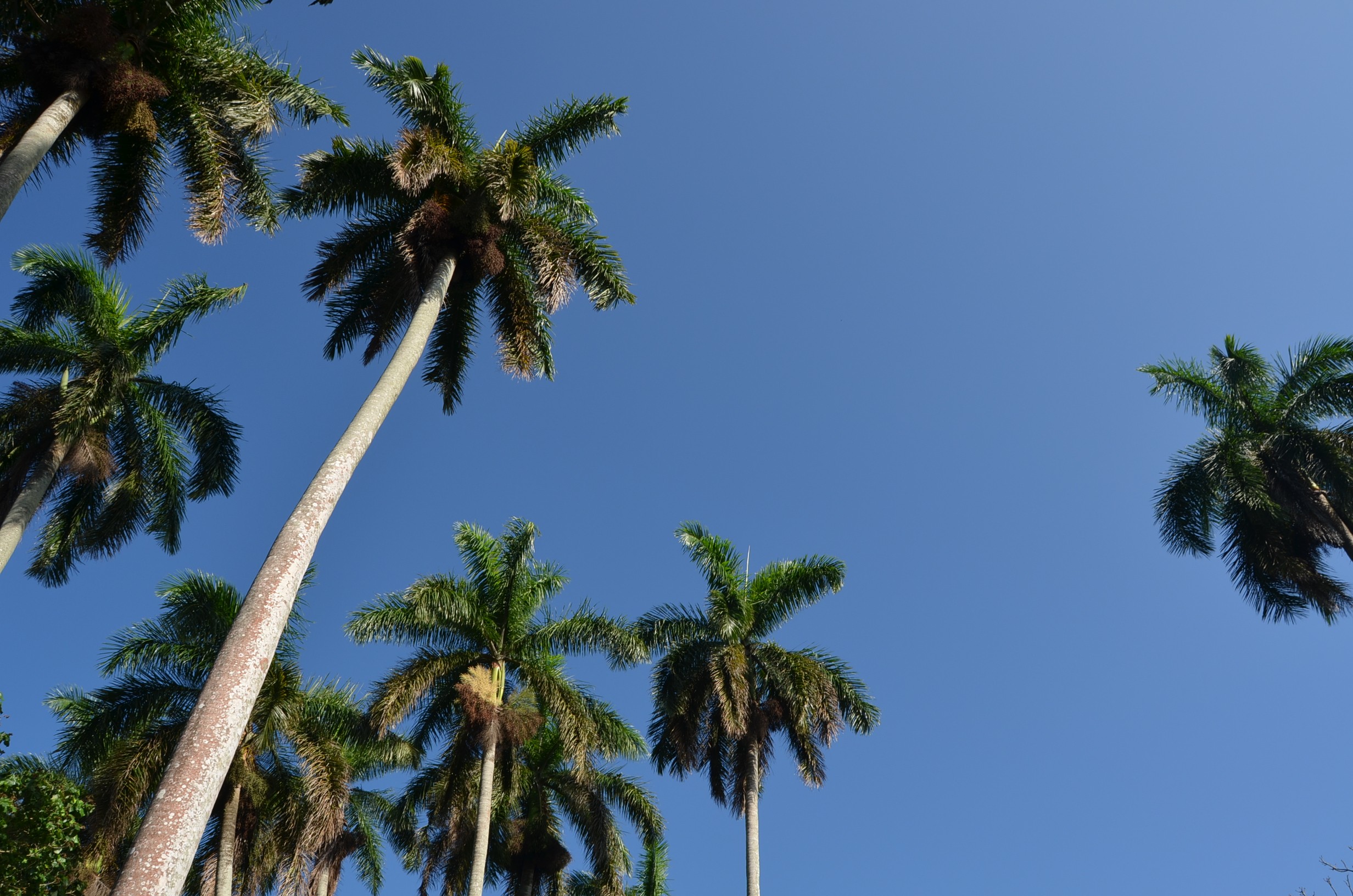 Palm Trees Nature Sky Cuba 2464x1632