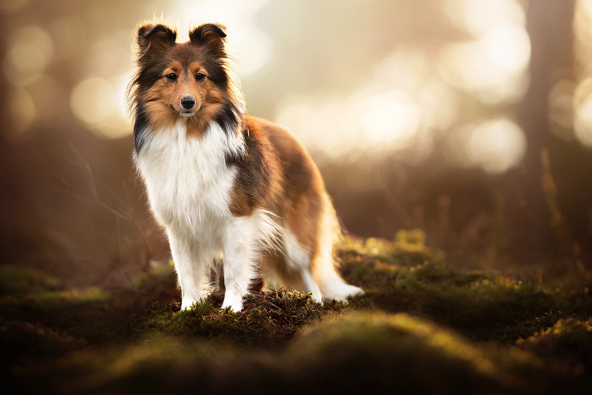 Dog Outdoors Animals Mammals Shetland Sheep Dog 2048x1366