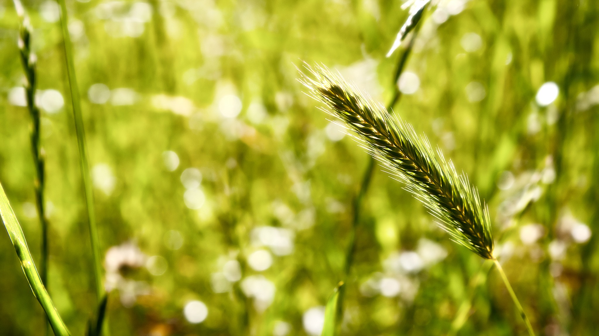 Nature Landscape Wheat Spikelets Plants 2048x1152