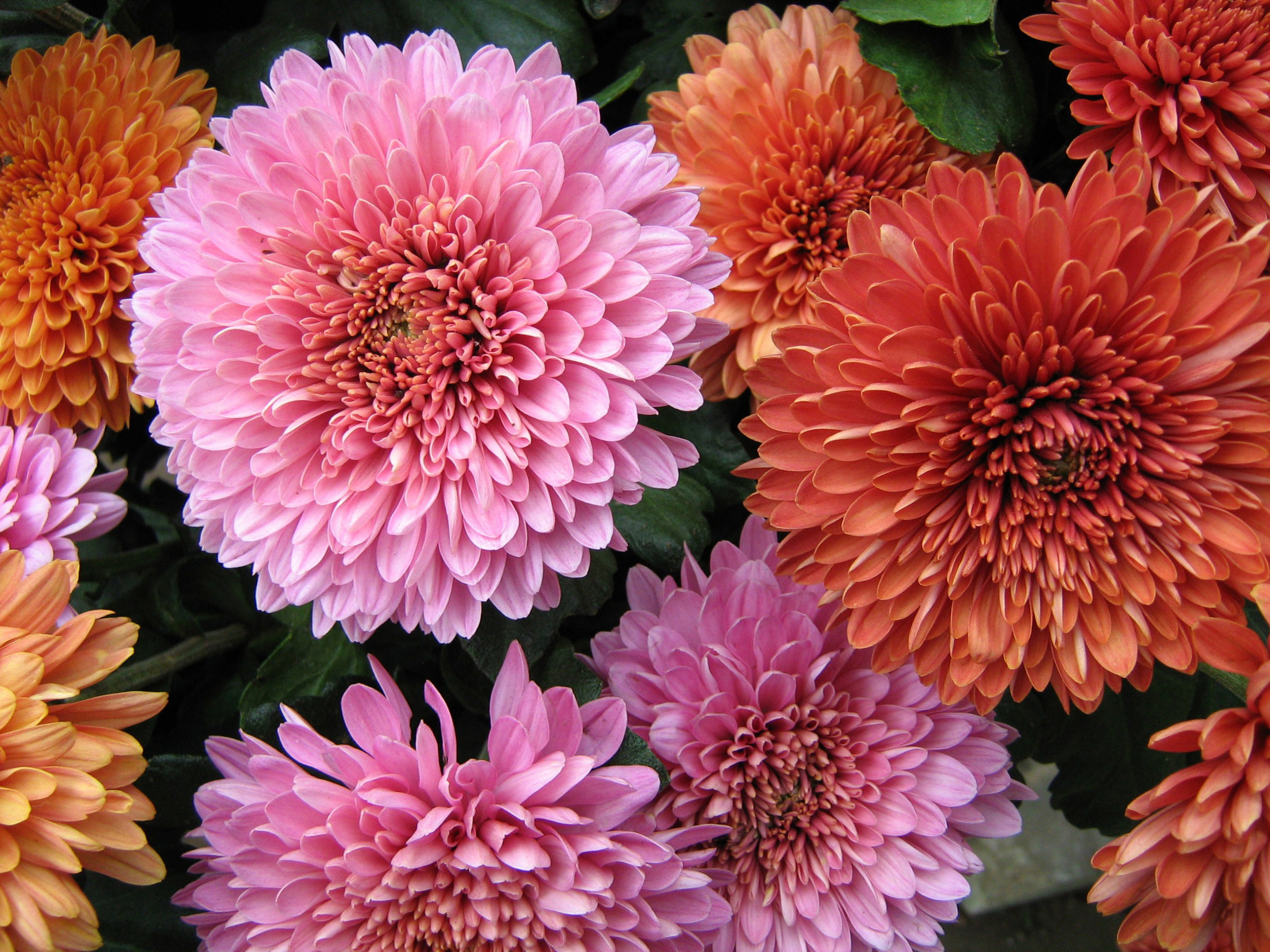 Earth Flower Chrysanthemum Orange Flower Pink Flower 2400x1800