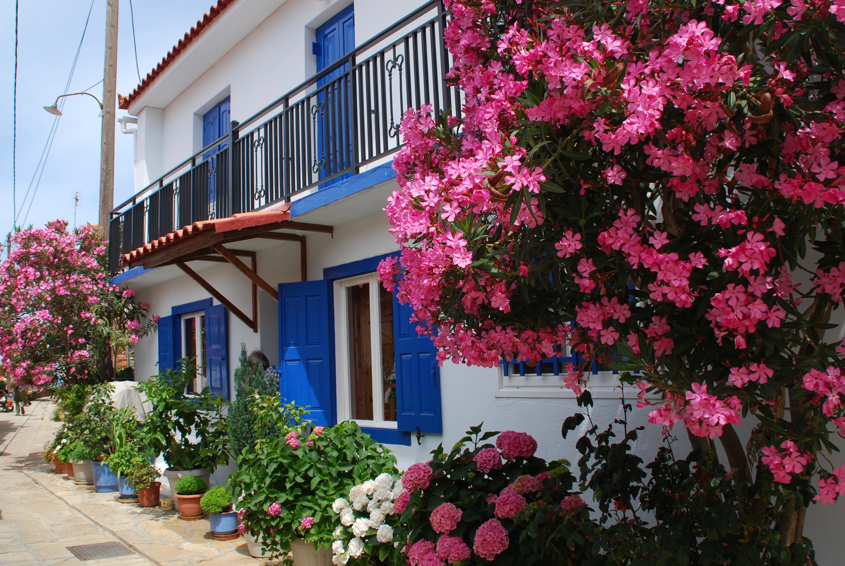 House Flower Blossom Pink Flower Shutters Hydrangea Building Man Made 3335x2232