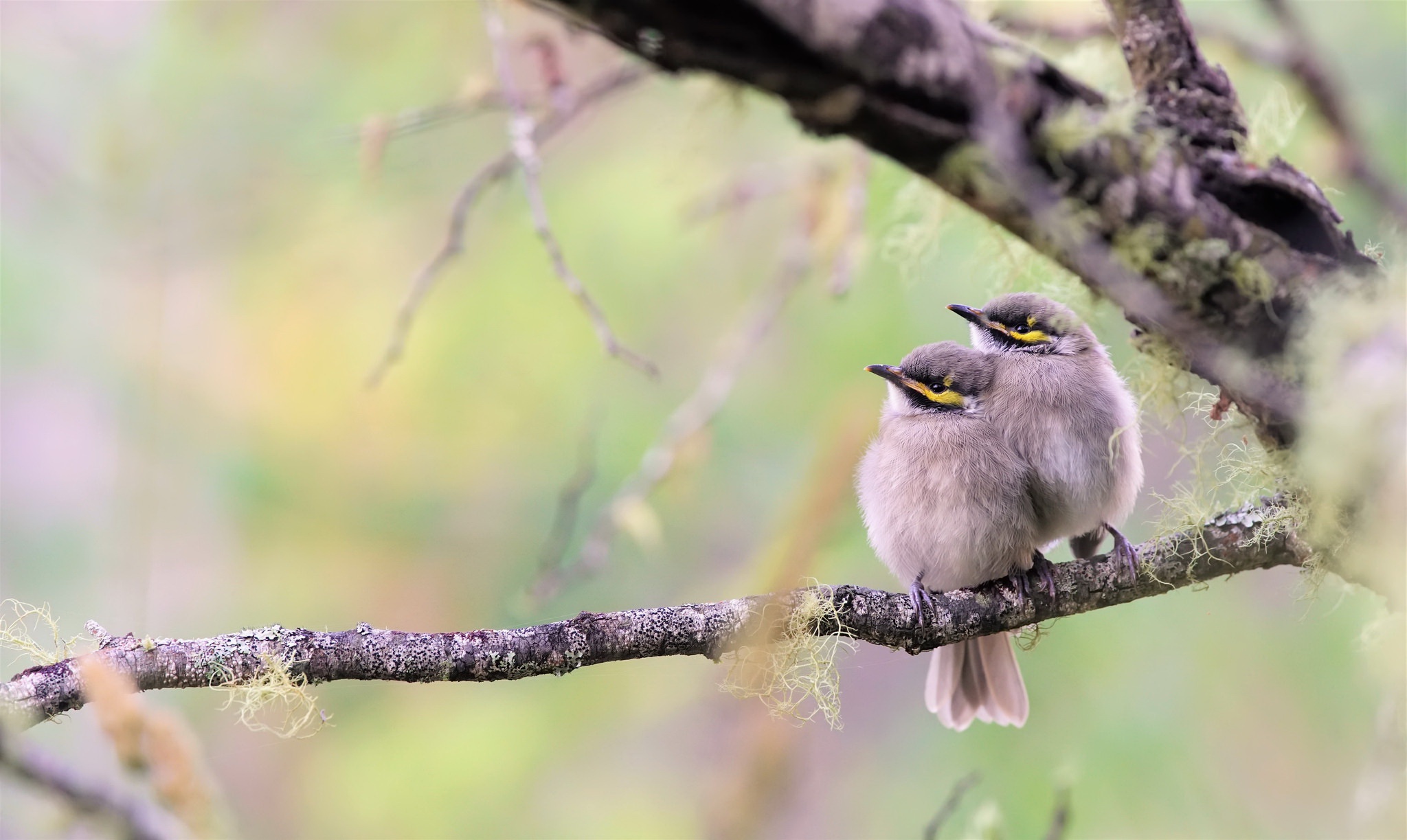 Bird Honeyeater Branch 2048x1223