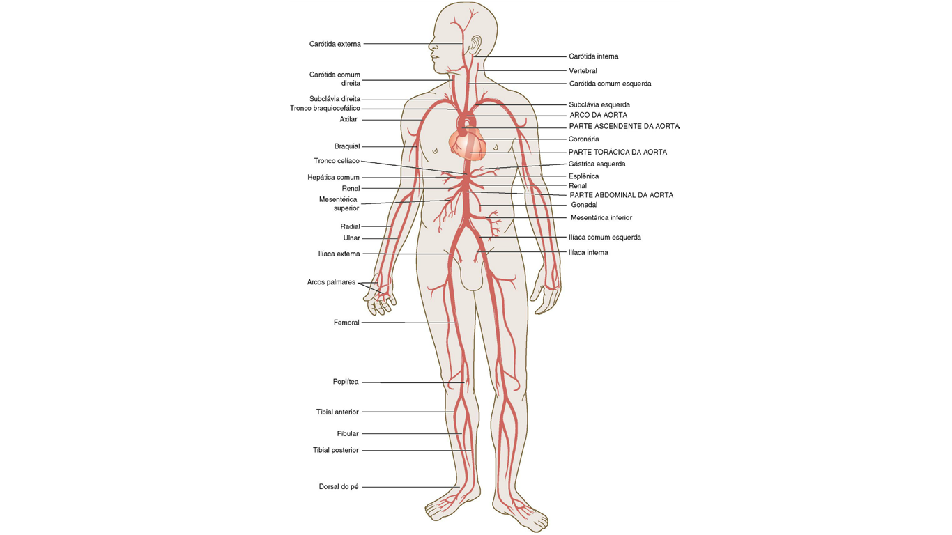 Anatomy Medicine Simple Background 1366x768