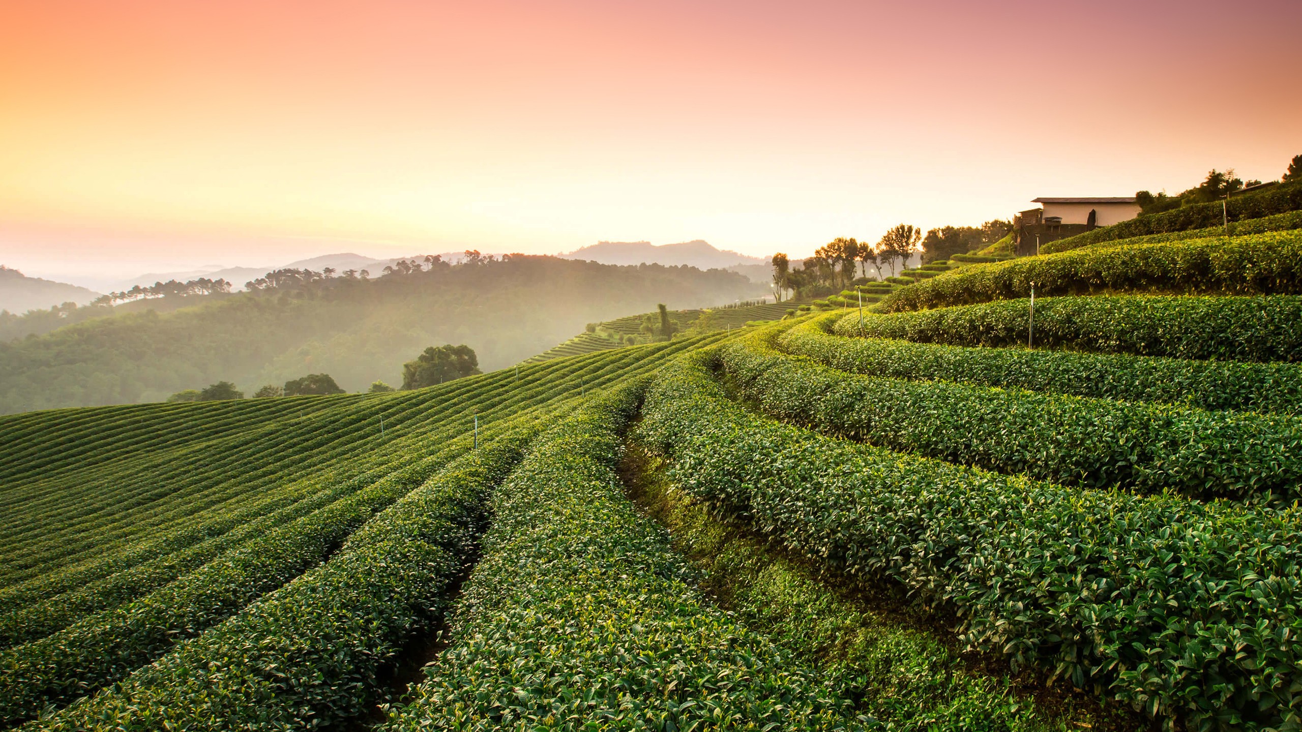 Nature Tea Field Tea Plant Plants 2560x1440
