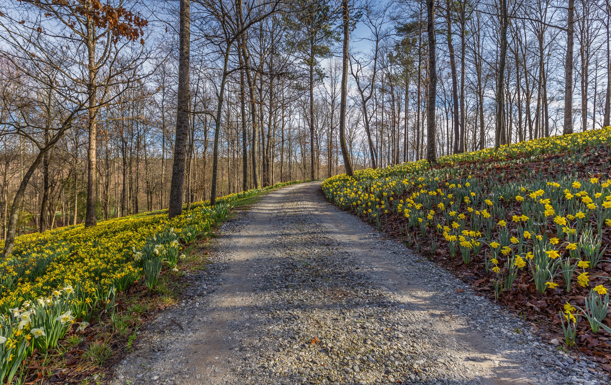 Daffodils Spring Flowers Yellow Flowers Dirt Road 2048x1293