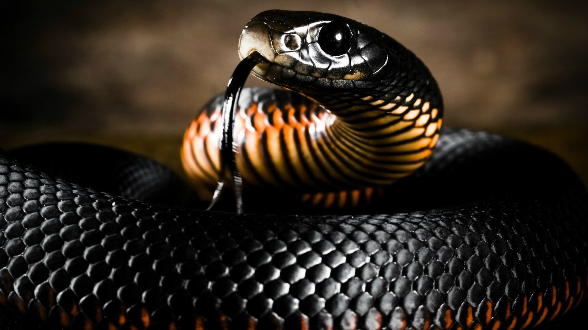 Nature Animals Reptiles Snake Skin Tongues Depth Of Field 1920x1080