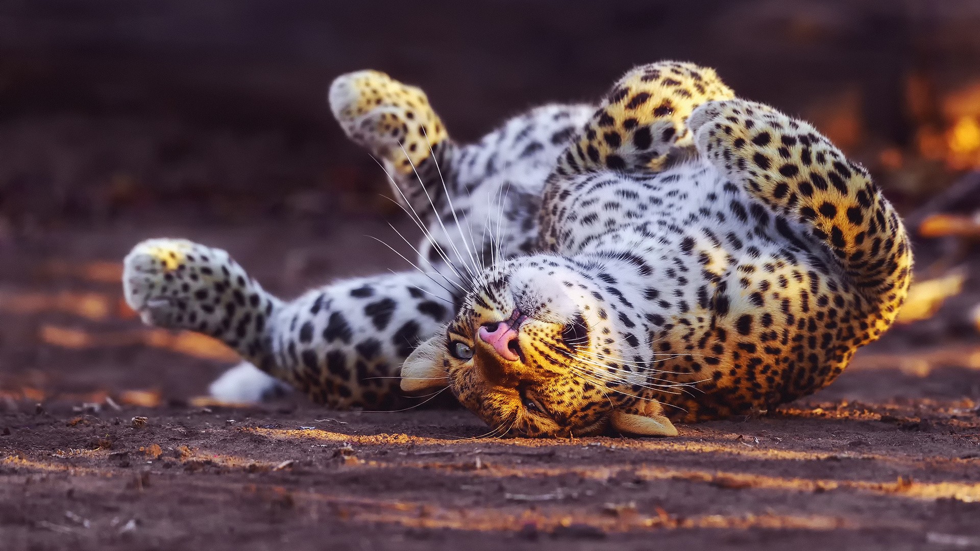 Animals Leopard Leopard Animal 1920x1080