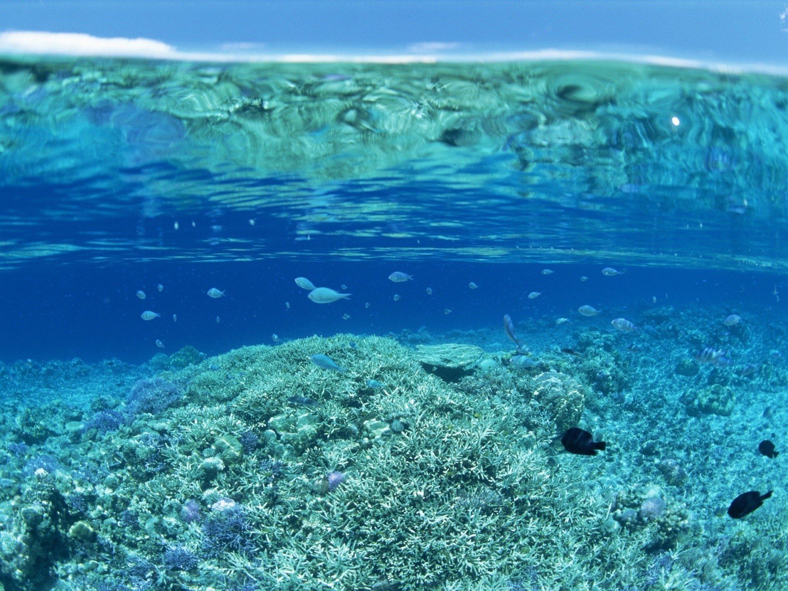 Water Sea Coral Underwater Blue Split View Fish 1600x1200