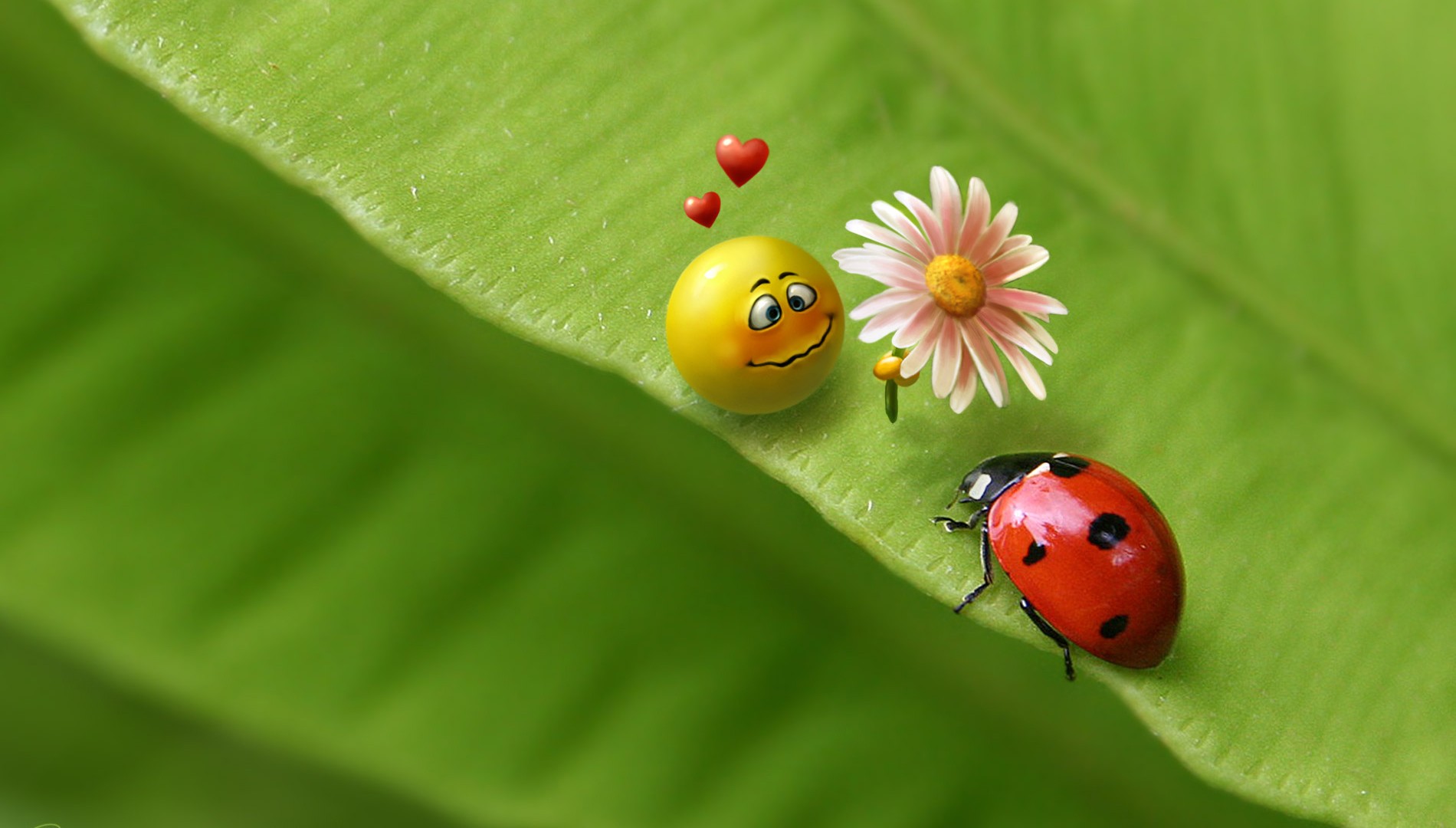 3D Humor Ladybugs Flowers Leaves 1900x1080