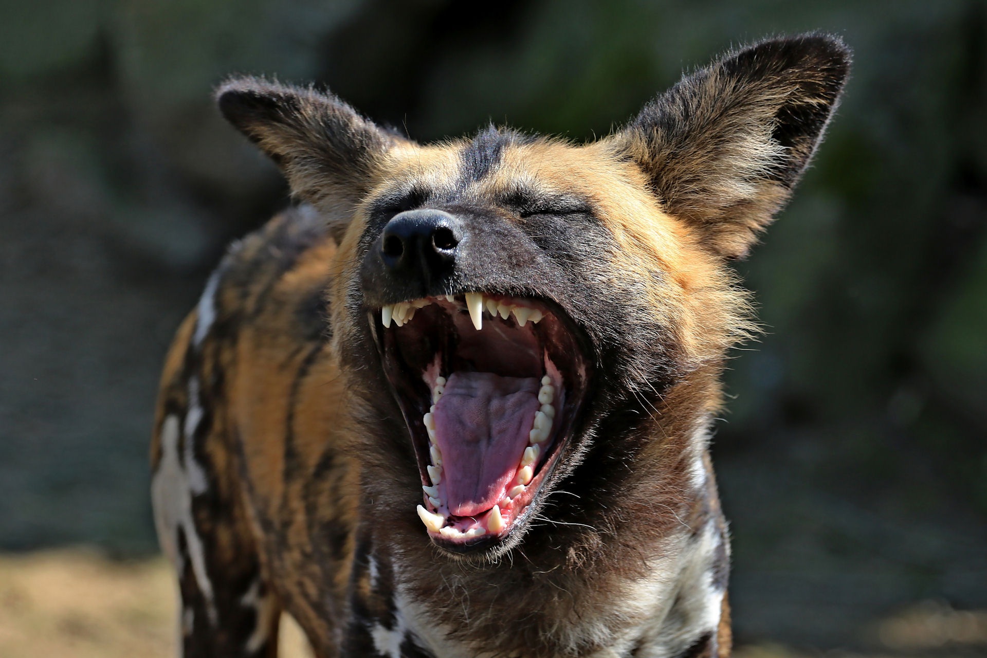 Wild Dog Wildlife Muzzle Animal 1920x1280