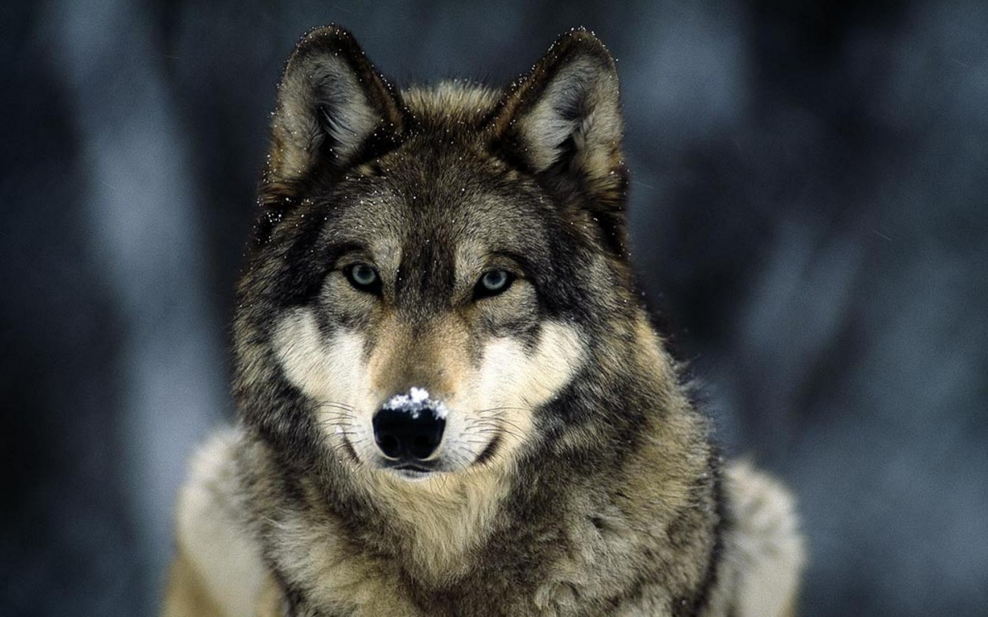 Wolf Snow Flakes Animals Winter Closeup 1440x900