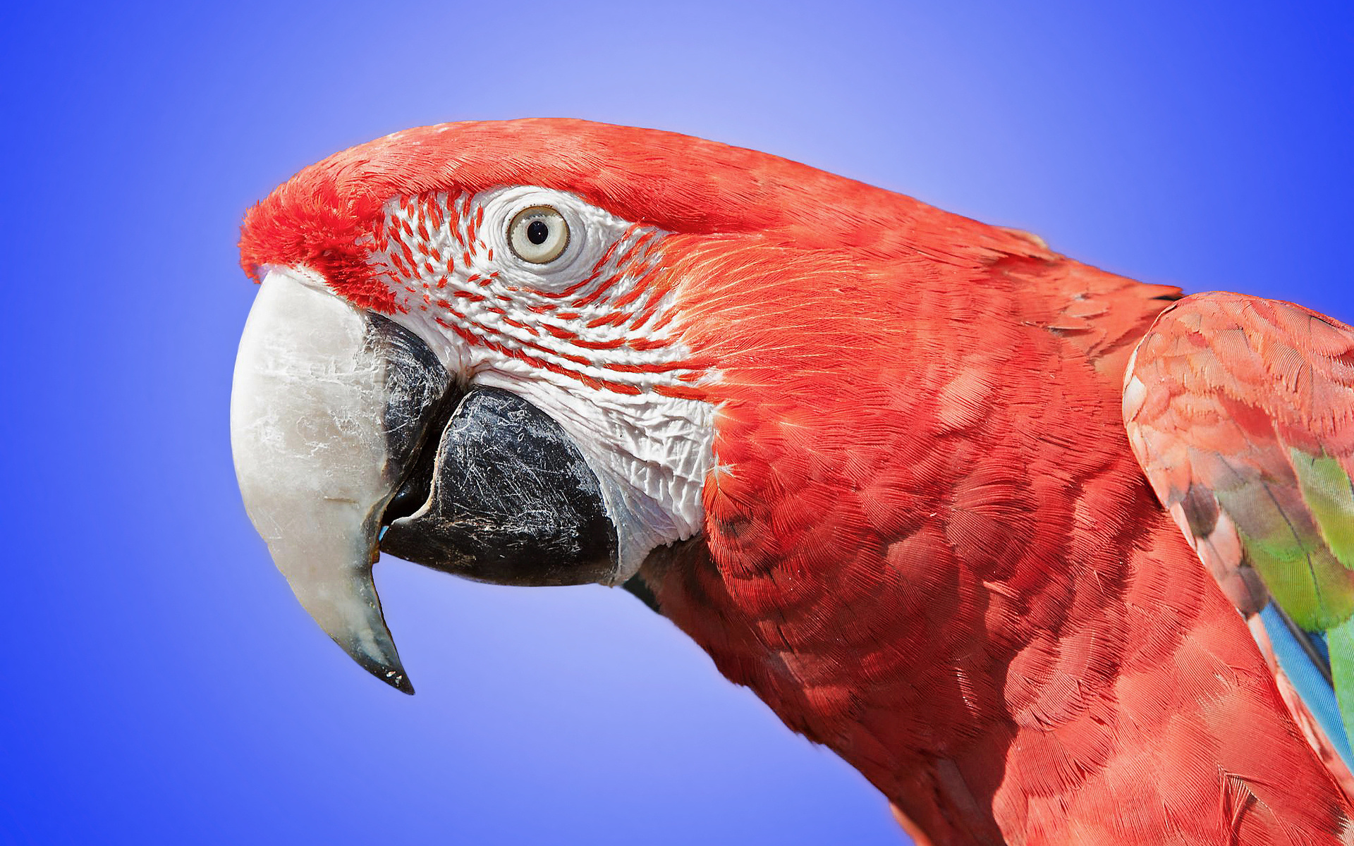 Animal Red And Green Macaw 1920x1200