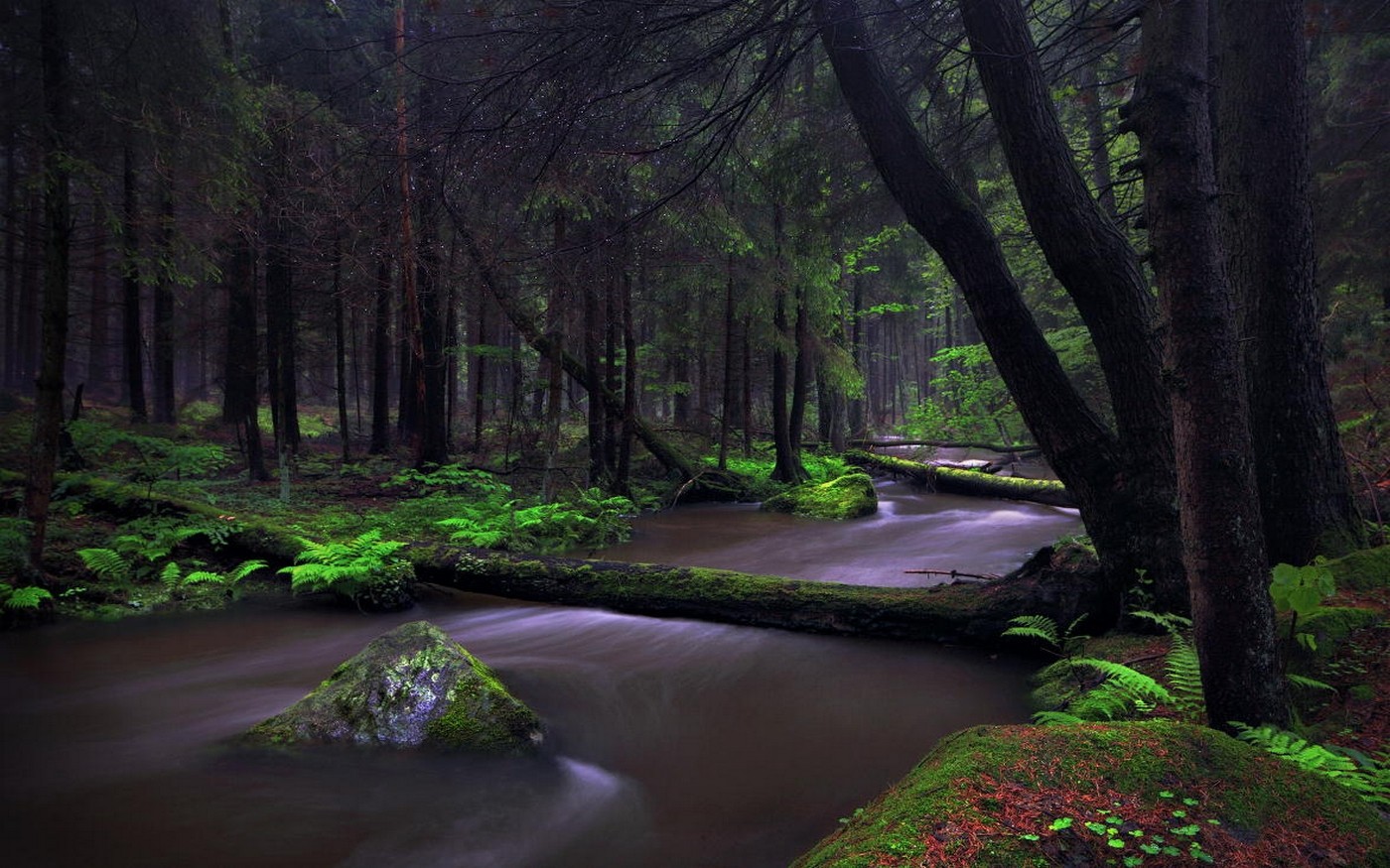 Landscape Nature Forest Creeks Ferns Moss Germany Trees 1400x875