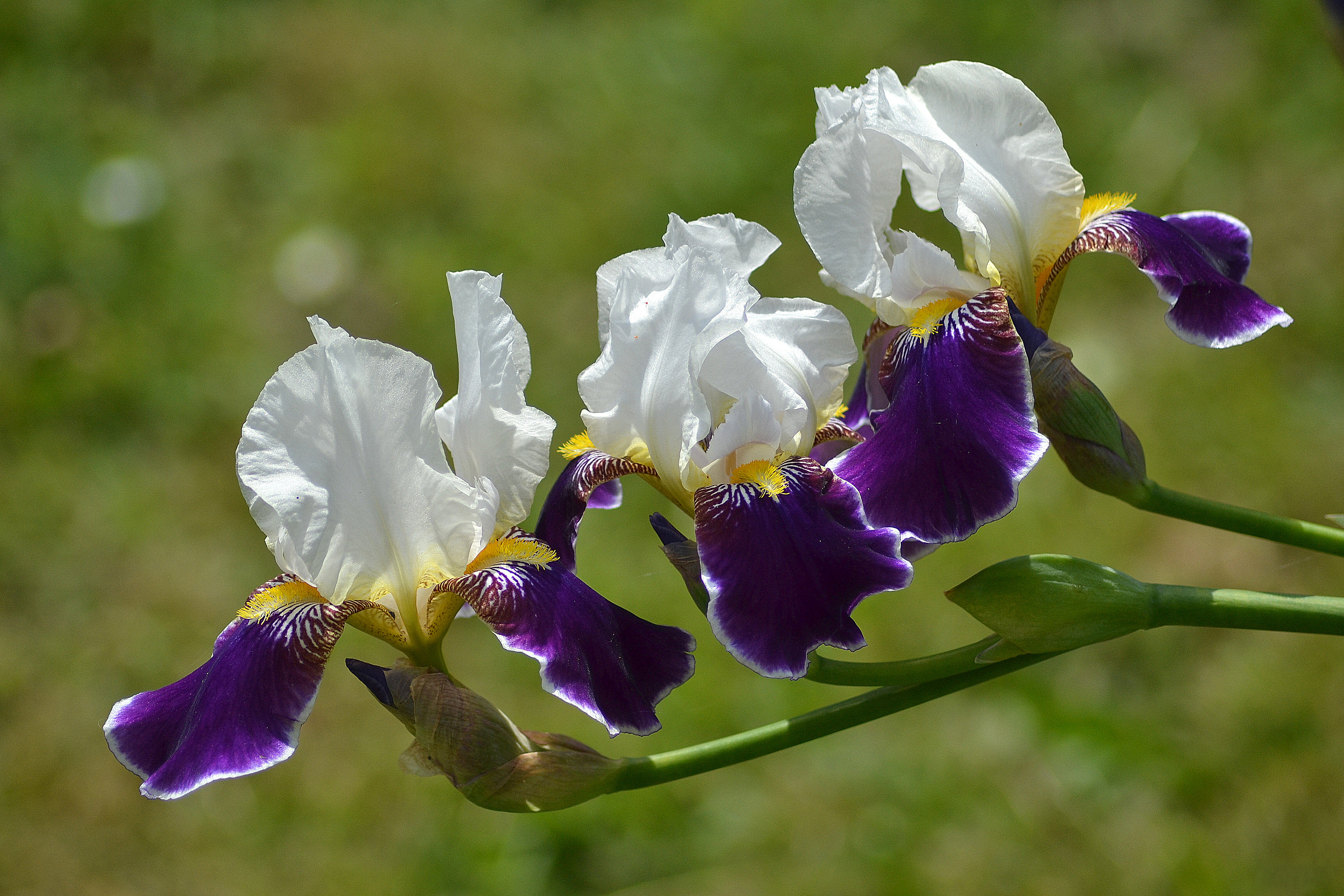 Iris Blur Nature Flower White Flower Purple Flower 3456x2304