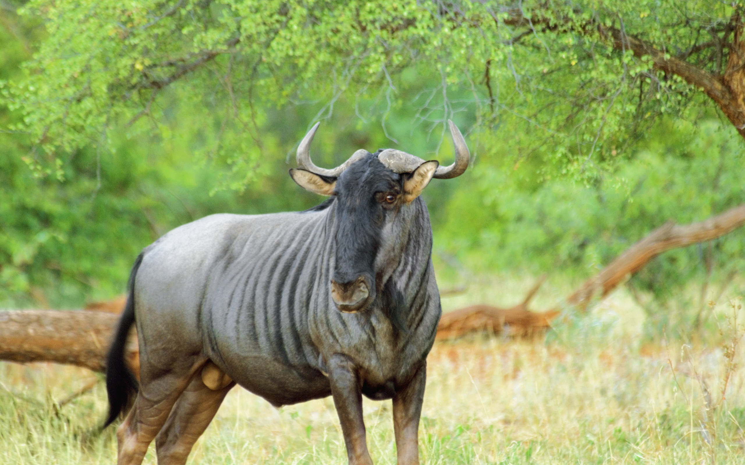 Animal Wildebeest 2560x1600
