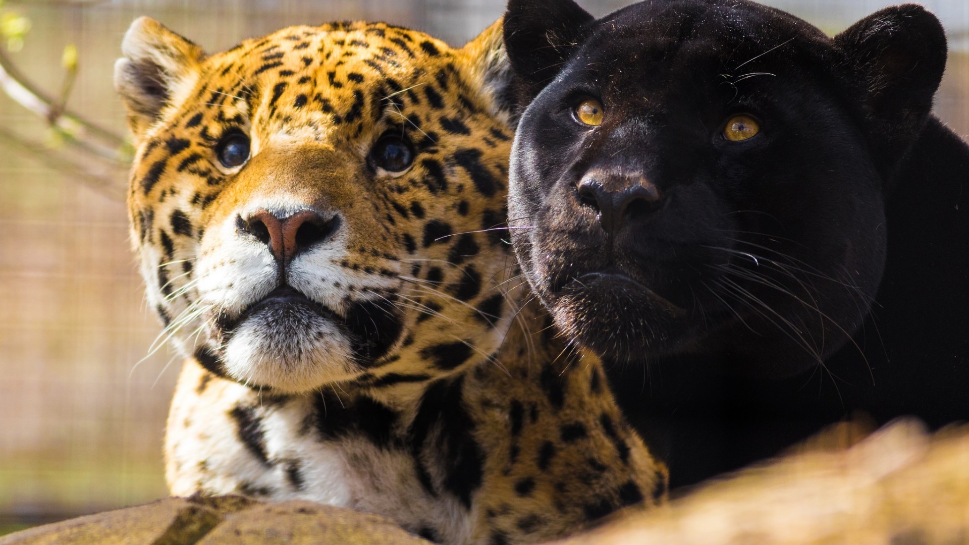 Animals Big Cats Jaguars Panthers 1920x1080