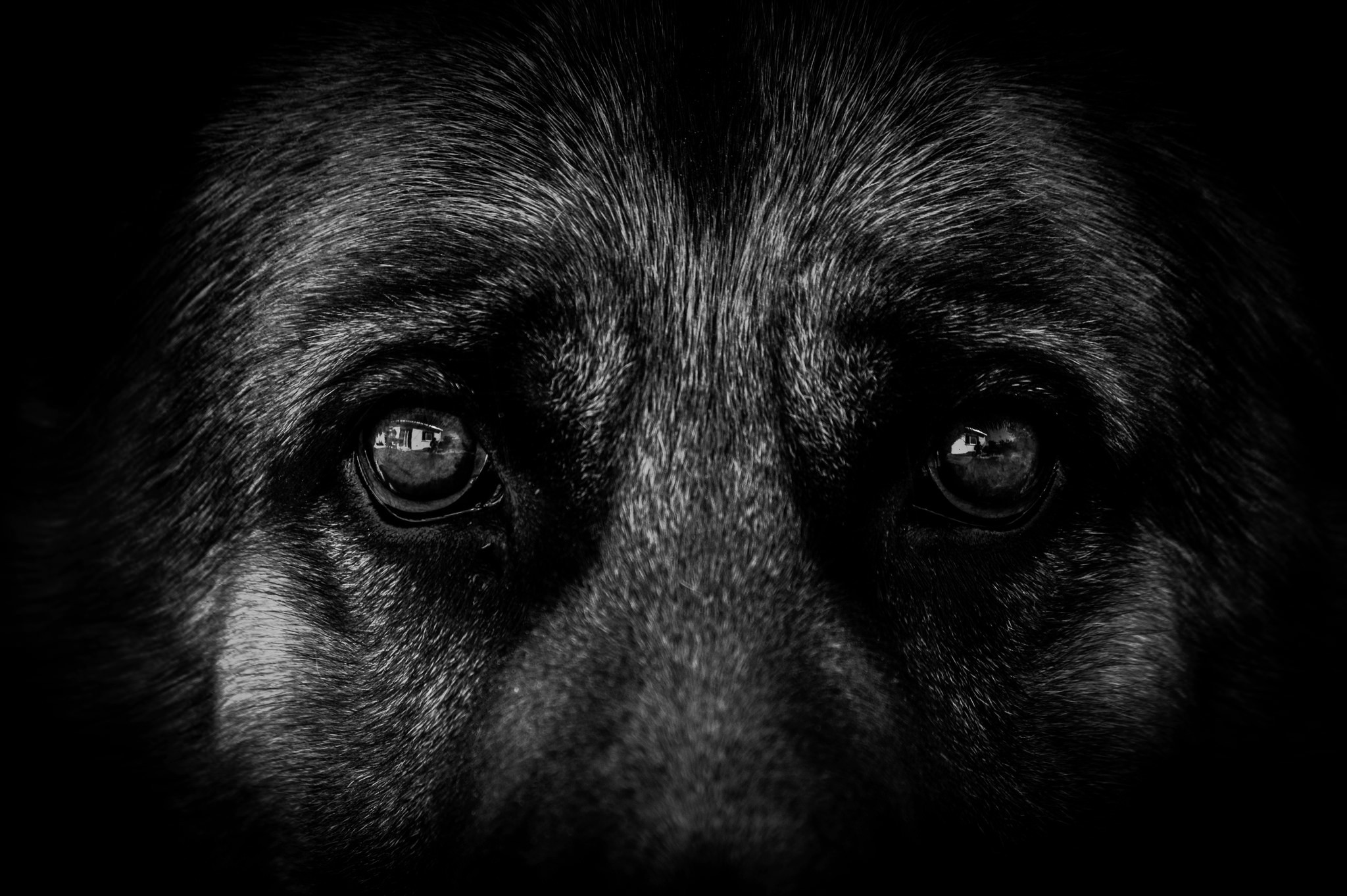 Dog Eyes German Shepherd Monochrome 2048x1362