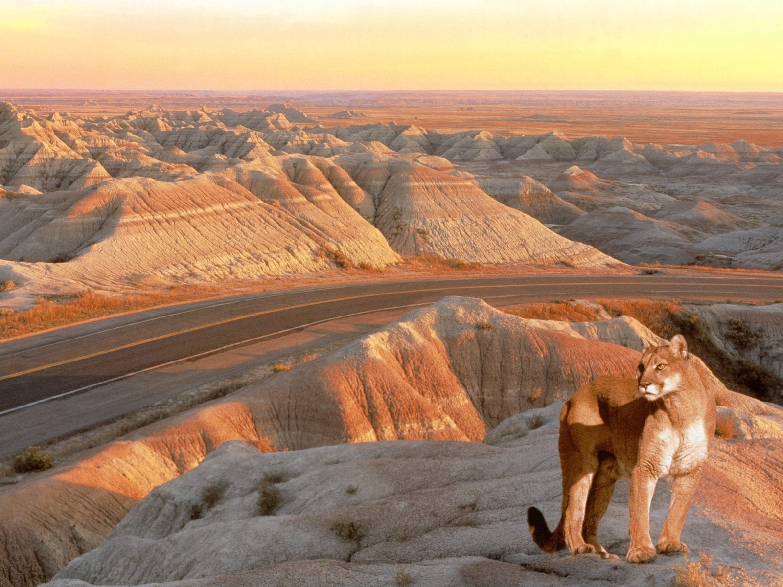 Animals Feline Nature Pumas Landscape 1600x1200