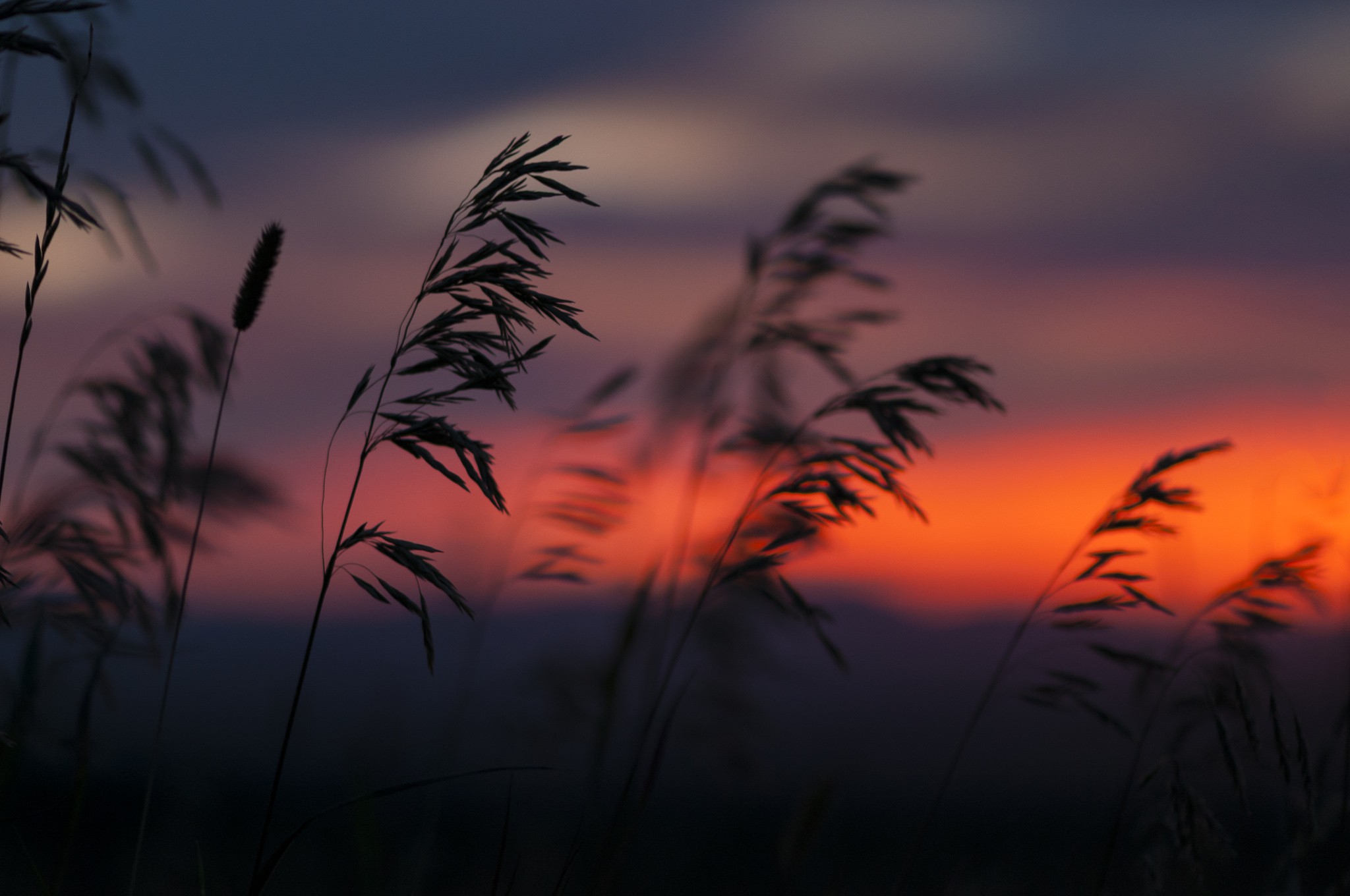 Plants Sunset Silhouette Reeds Nature 2048x1360