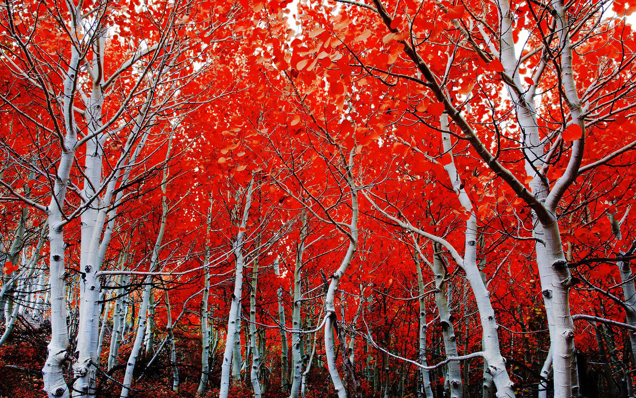 Birch Forest Fall Foliage 2560x1600