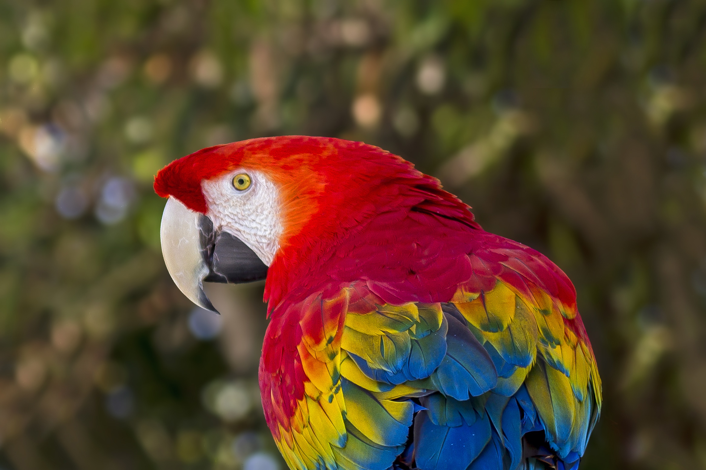 Scarlet Macaw Macaw Bird 2331x1554