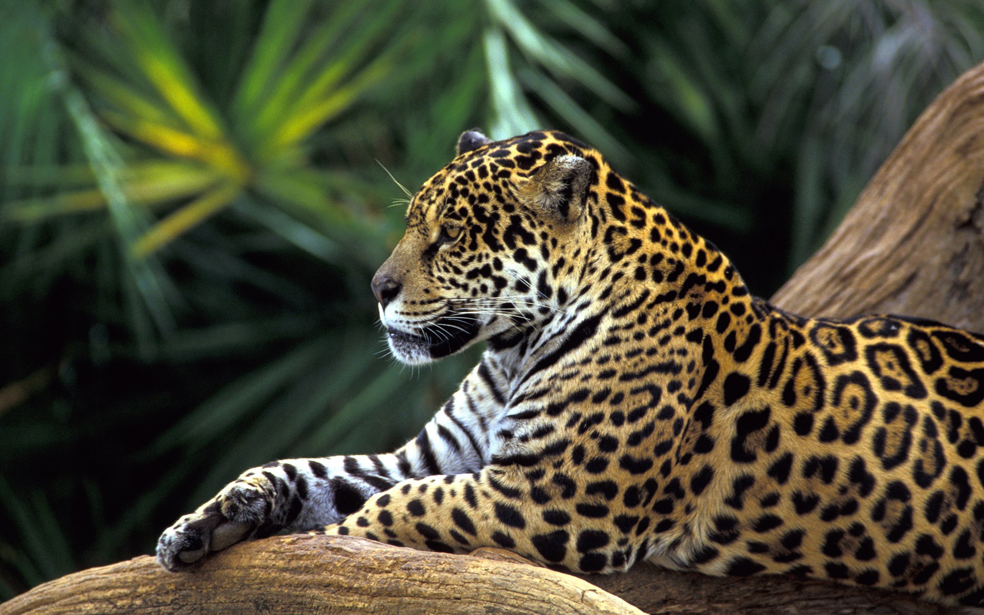 Jaguars Animals Feline Mammals Wildlife Big Cats 1920x1200