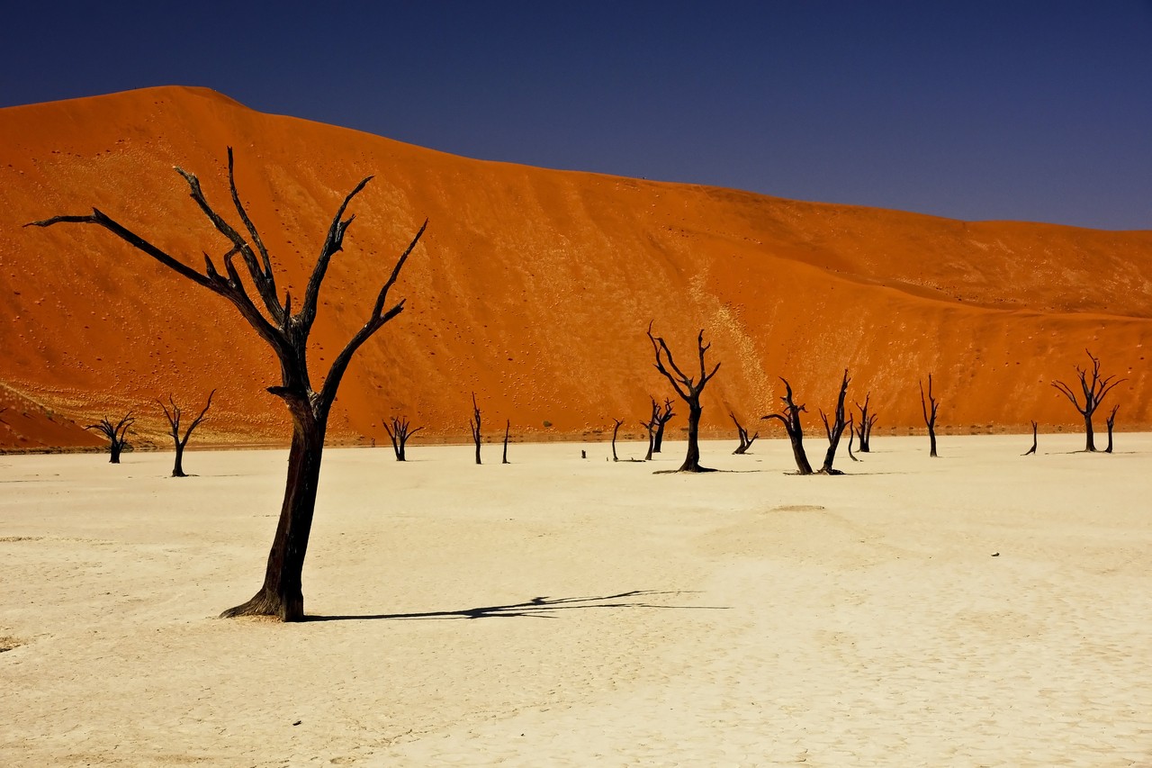 Africa Namibia Trees Desert 1280x853