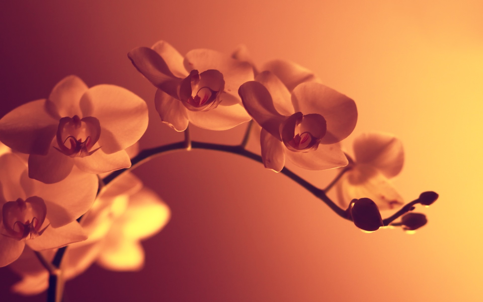 Orange Flowers Macro Artificial Lights Photography 1920x1200