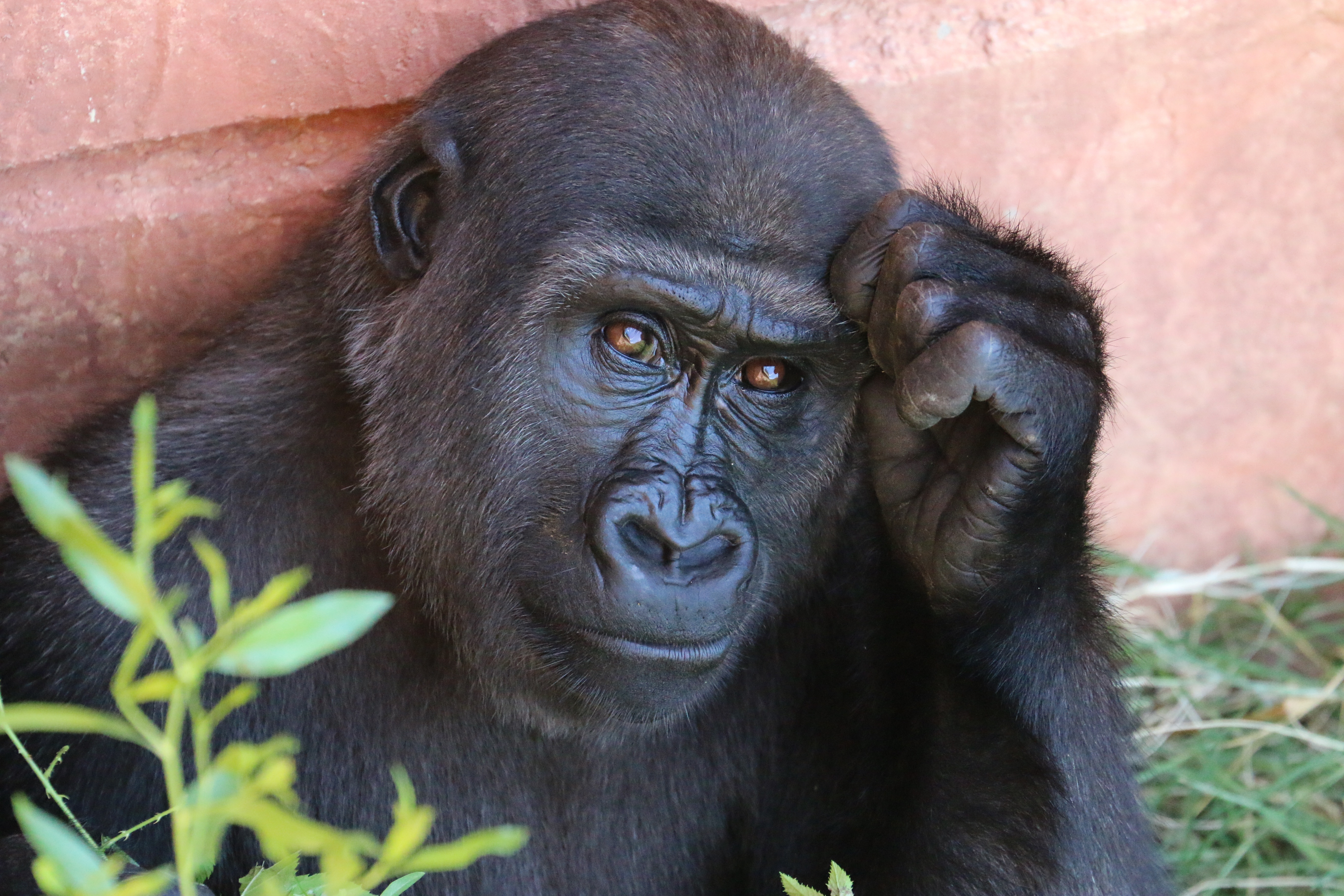 Gorilla Monkey Primate Ape 5472x3648