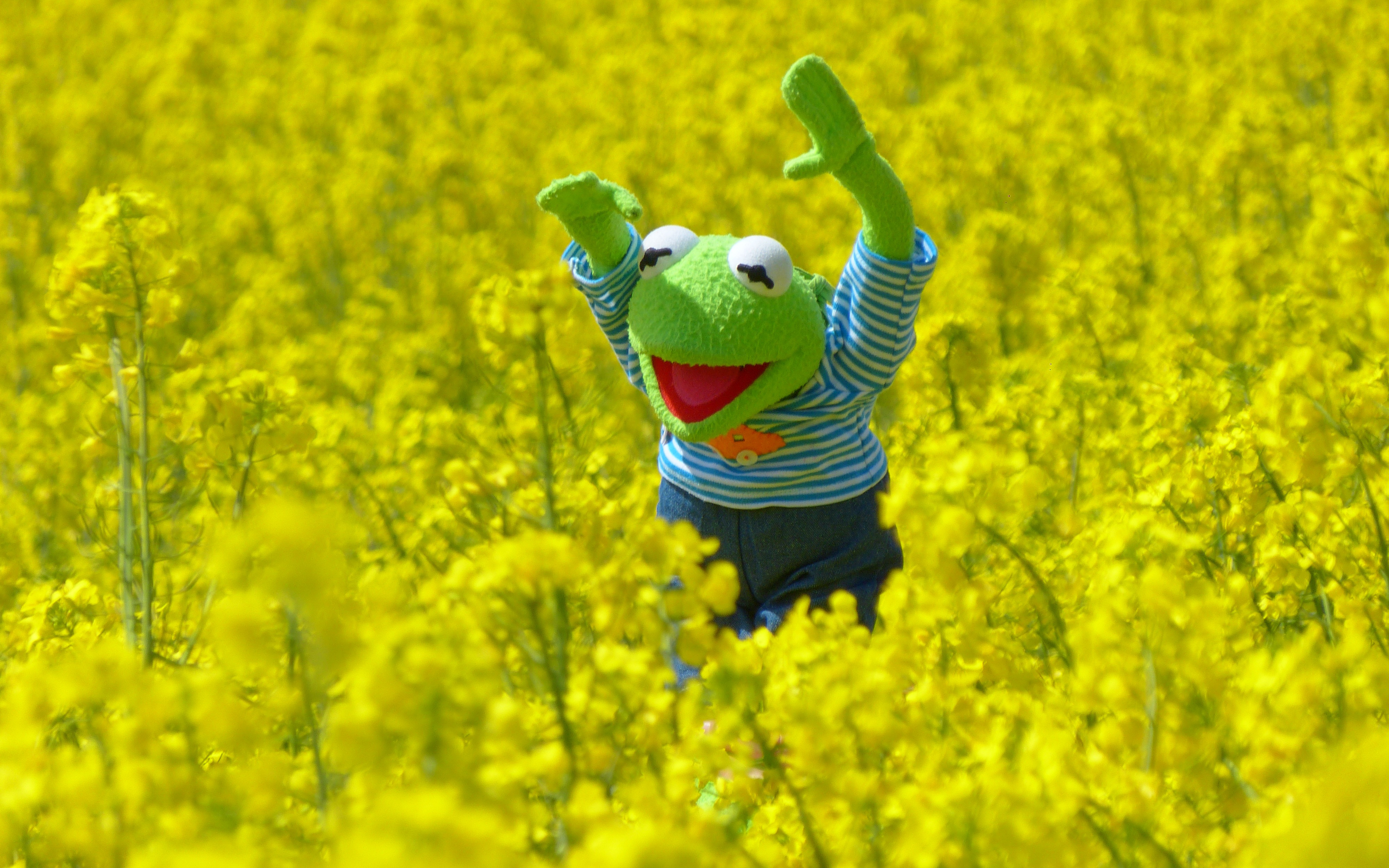 Kermit The Frog Blossoms Puppets Field 4000x2500