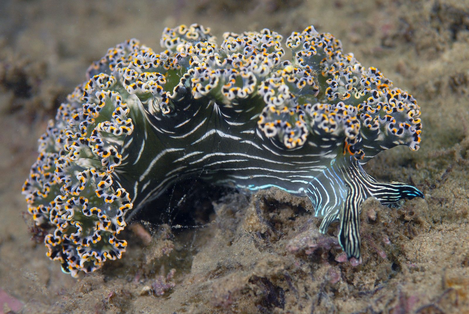 Nudibranch Sea Slug 1600x1071