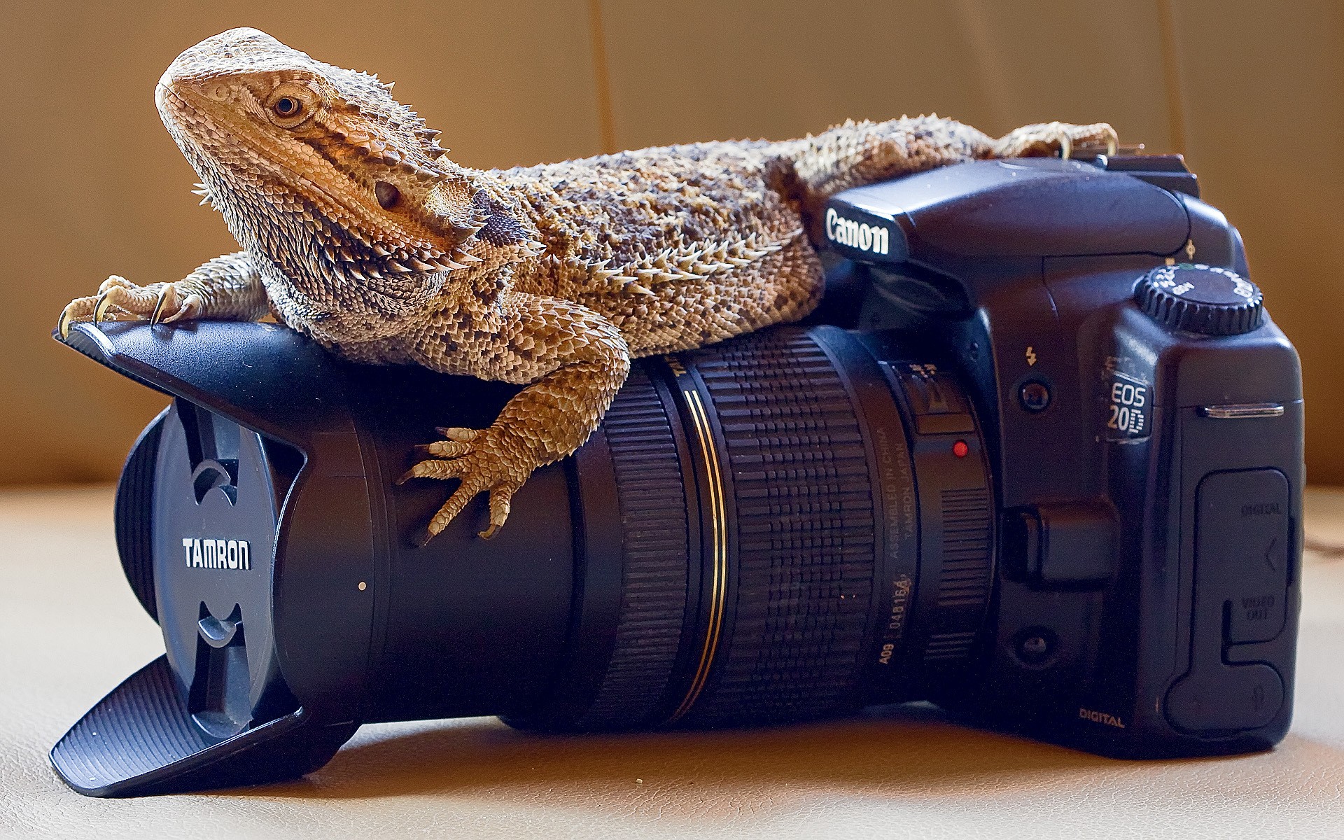 Animals Reptiles Lizards Skin Camera Lens Canon Closeup Photography 1920x1200