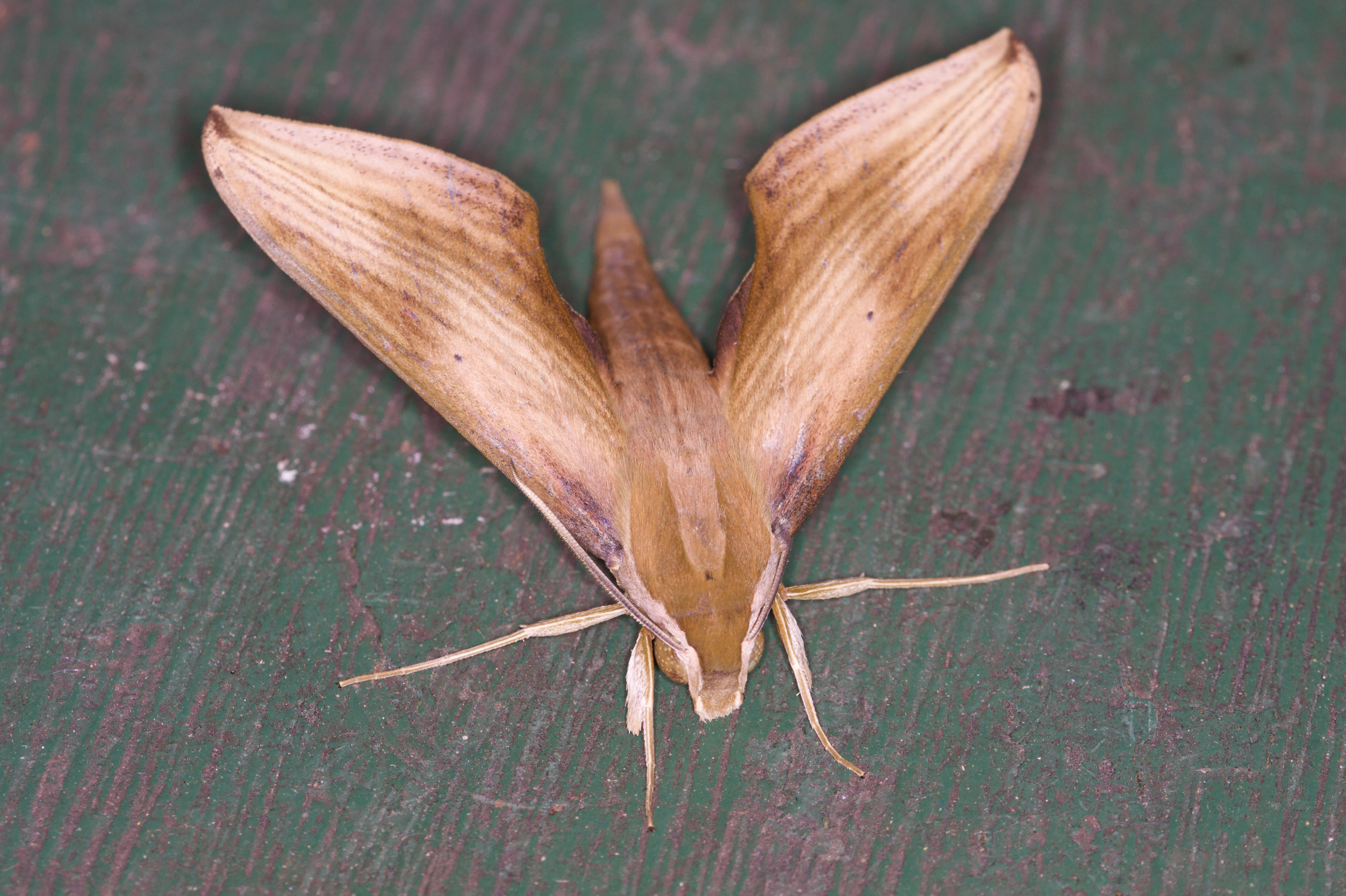 Animal Moth 4752x3164