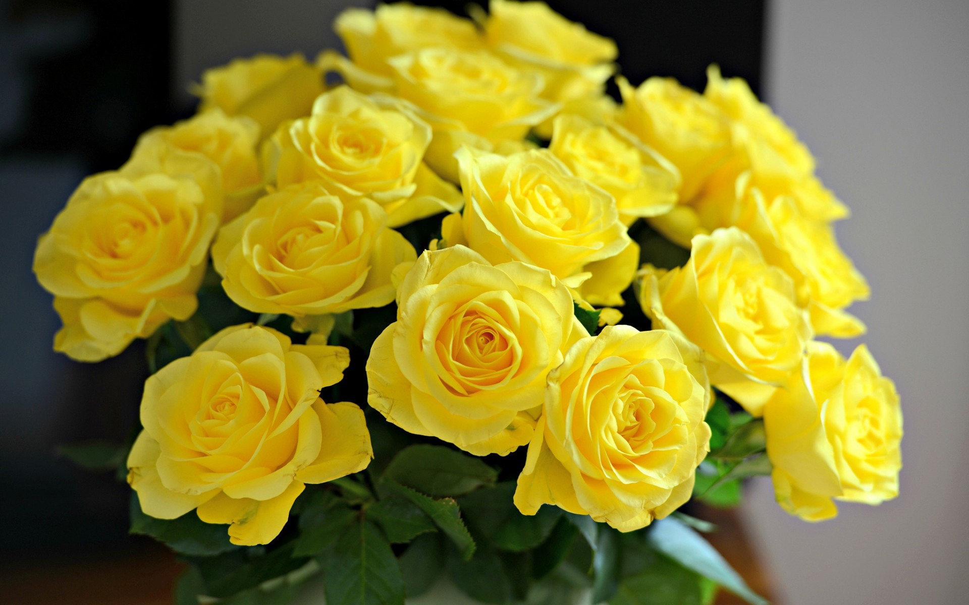 Rose Flower Yellow Flower Yellow Rose 1920x1200