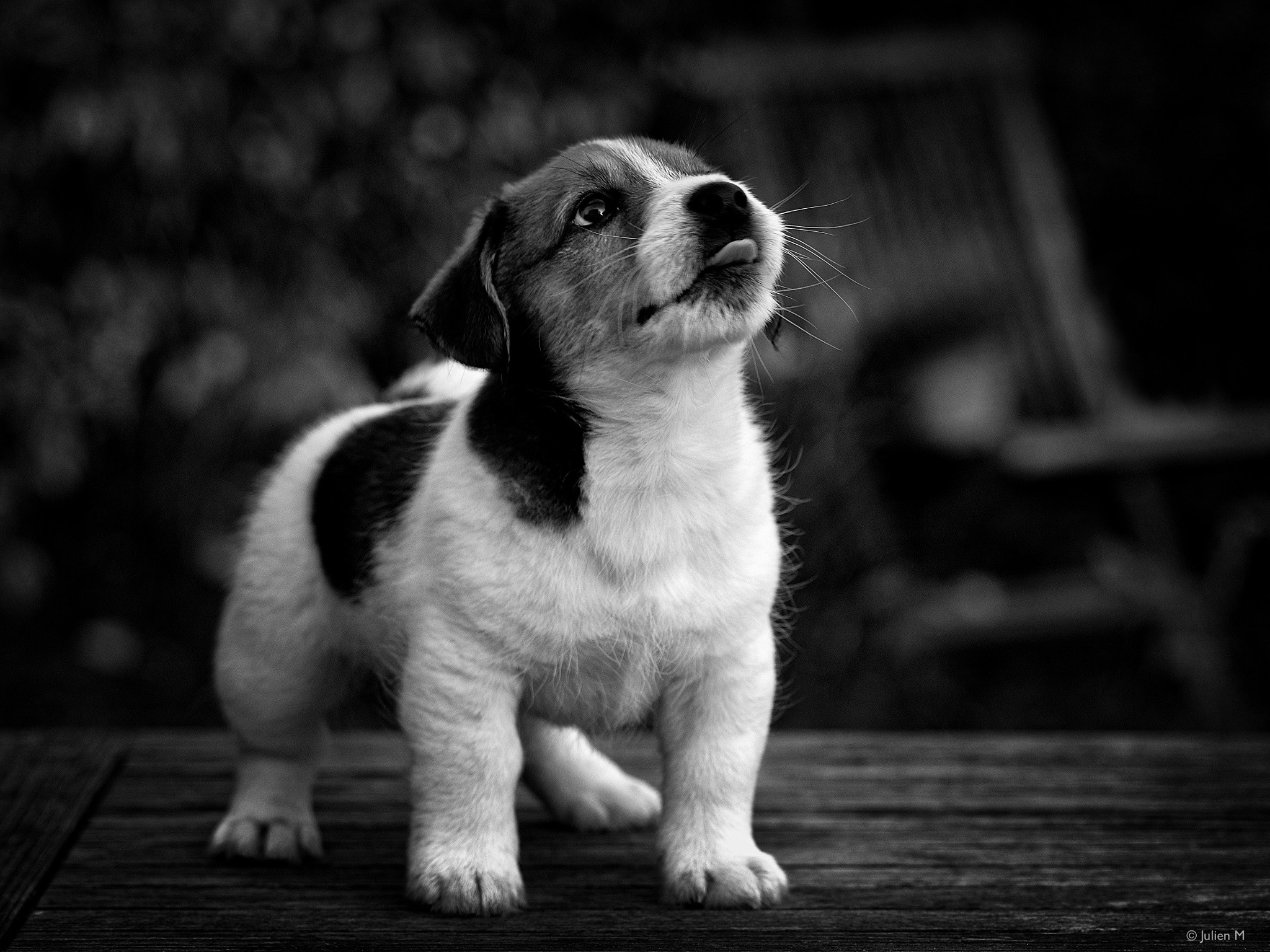 Dog Baby Animals Monochrome Puppies Gray Tongue Out Animals 2048x1536